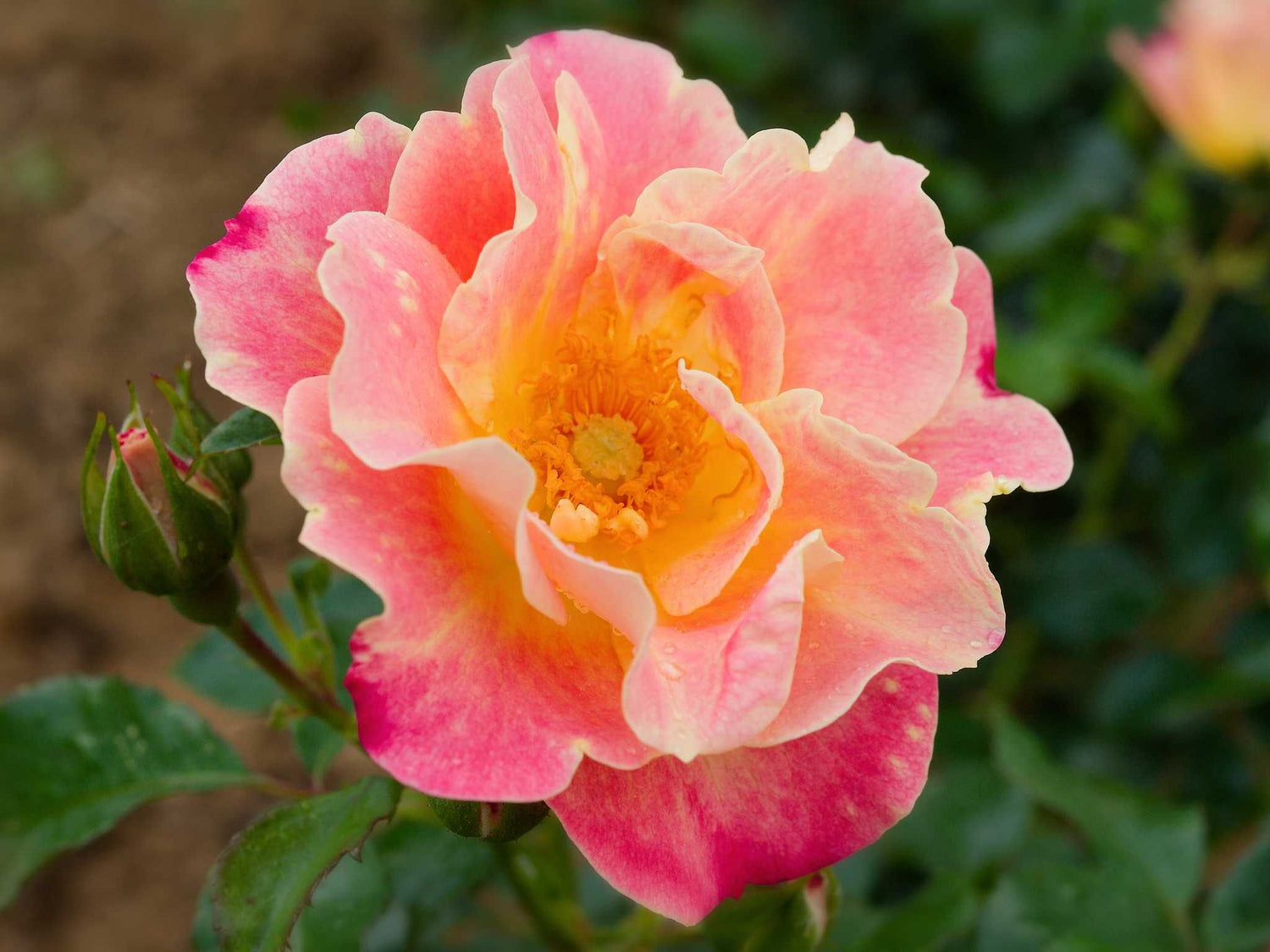 Exotic Mella - Bodendeckerrose