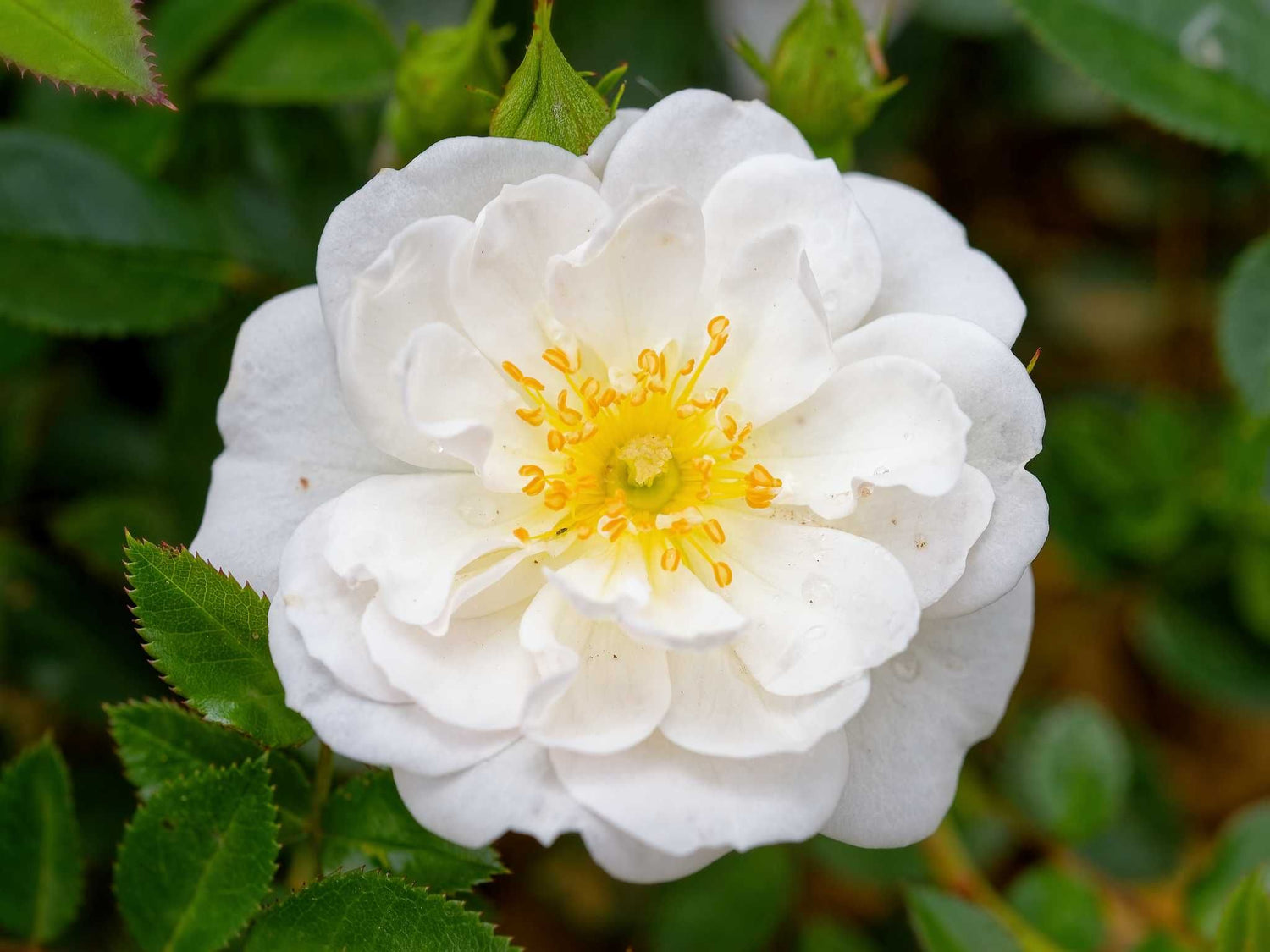 Bienenweide Weiß - Bodendeckerrose