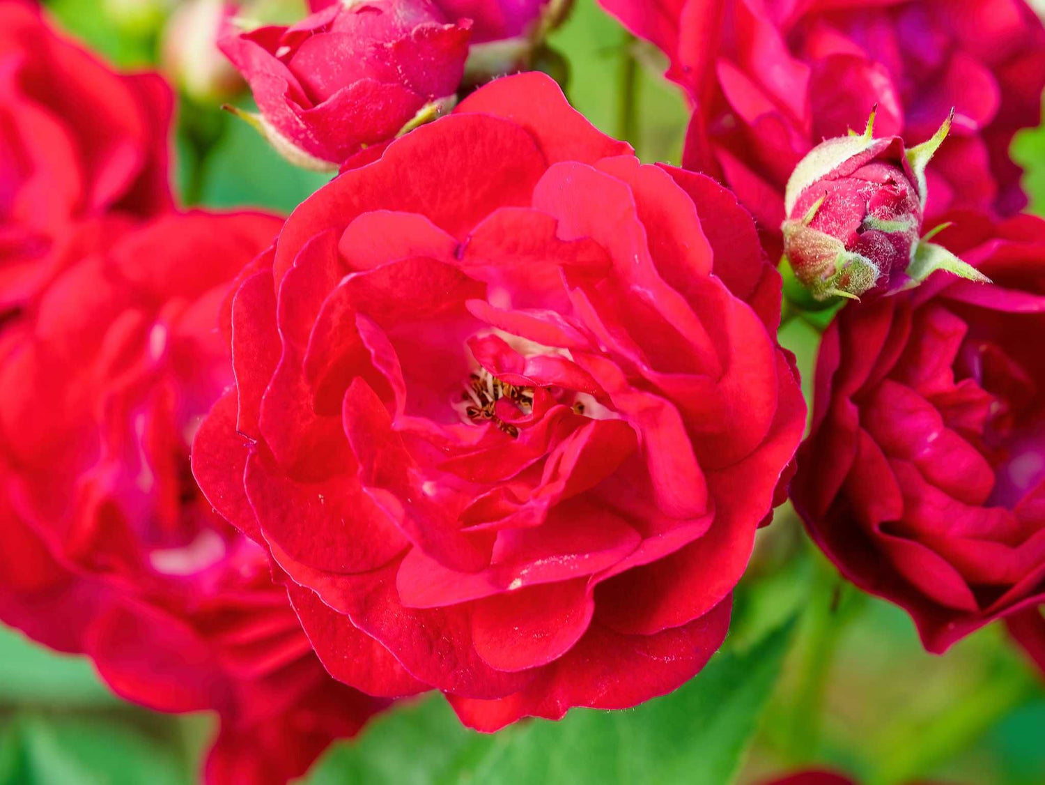 Perennial Domino - Kletterrose Rambler