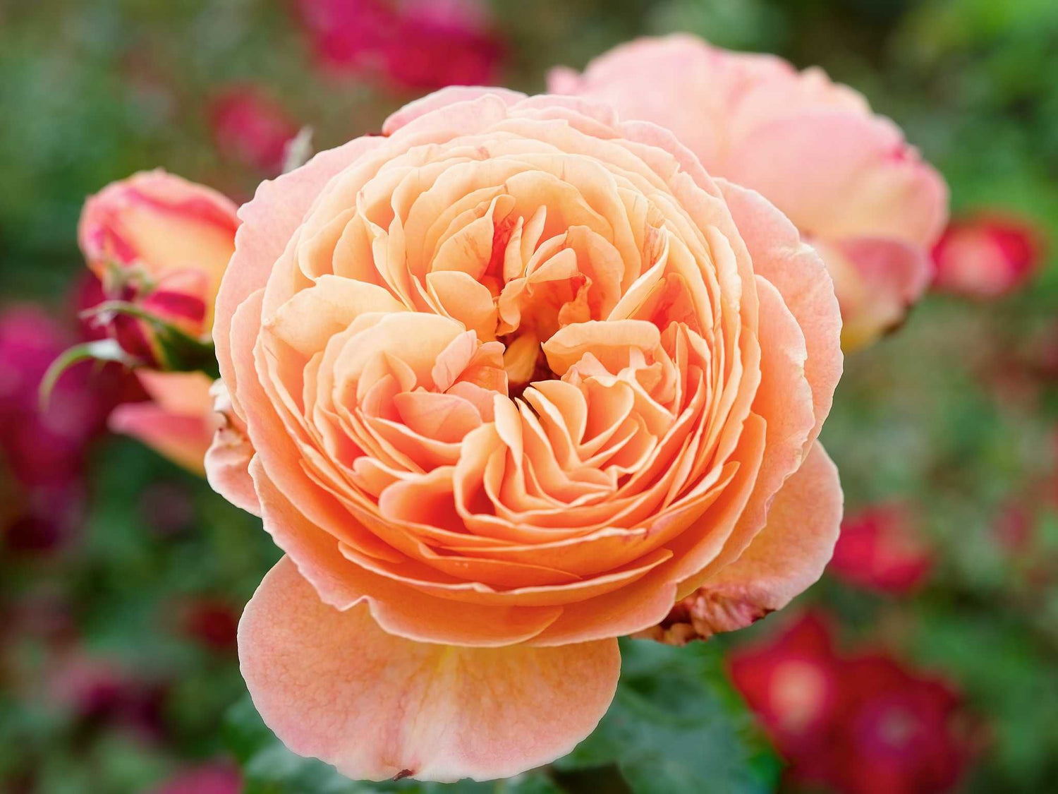 Jordi Roca - Beetrose