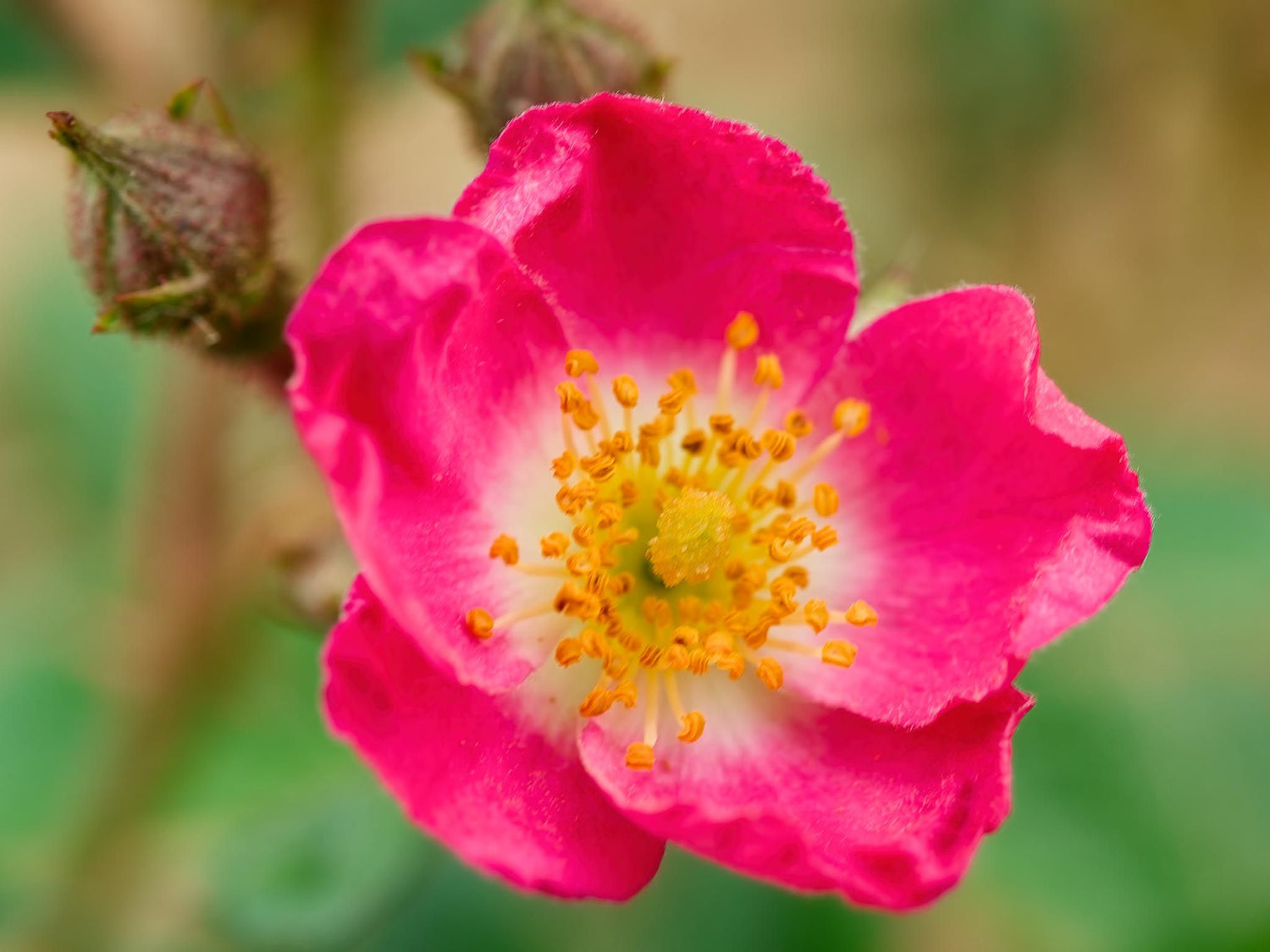 Giesebrecht - Zwergrose