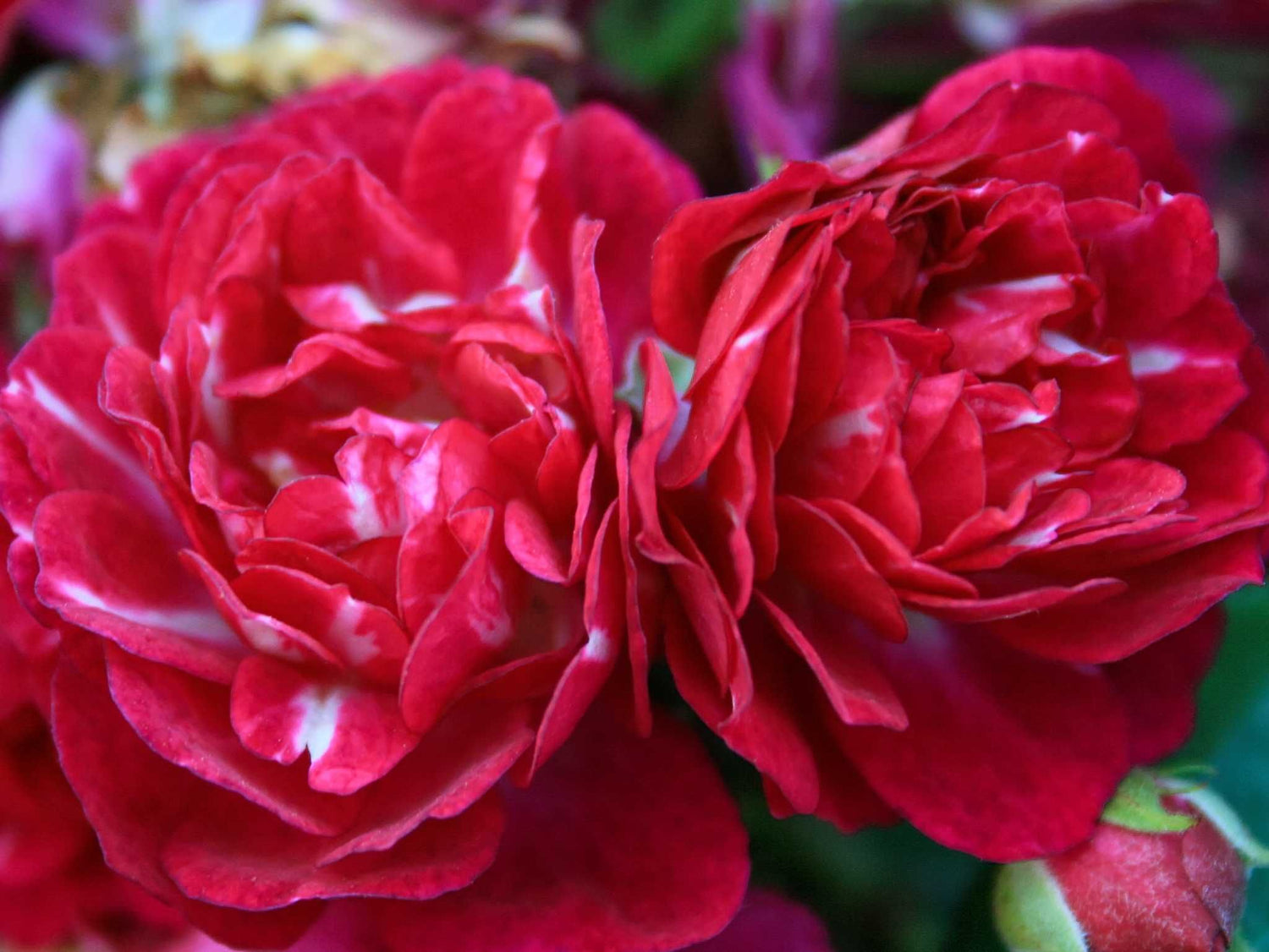 Perennial Blue - Kletterrose Rambler