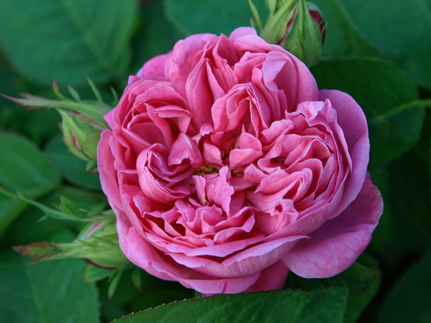 Rose de Alhambra - Damascenerrose-Strauchrose