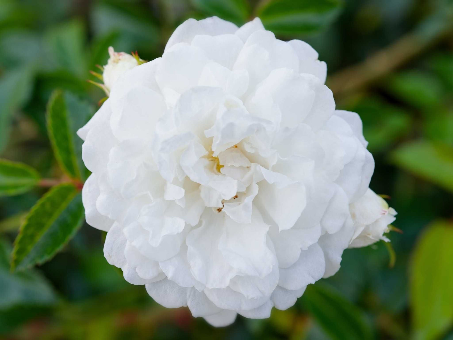 Unschuld - Kletterrose Rambler