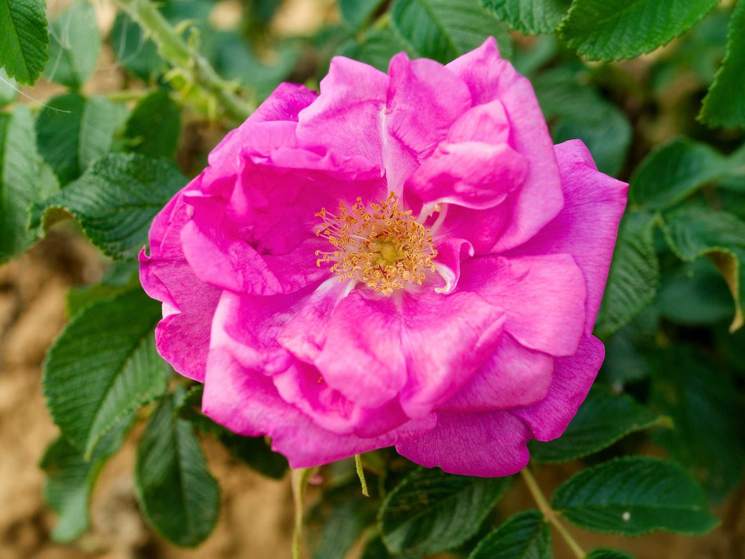 Georg Ruf - Rugosa- Kartoffelrose Strauchrose