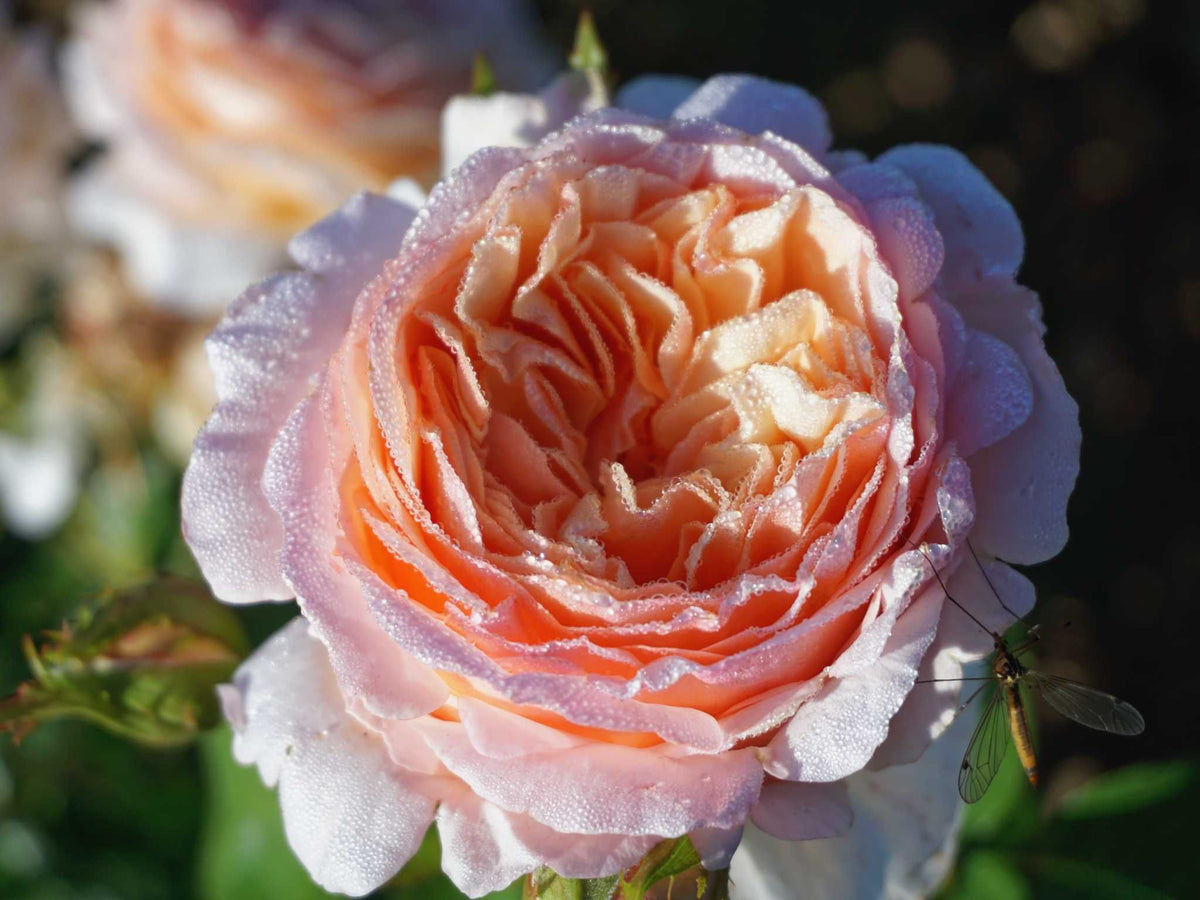 Tropicana - Edelrose