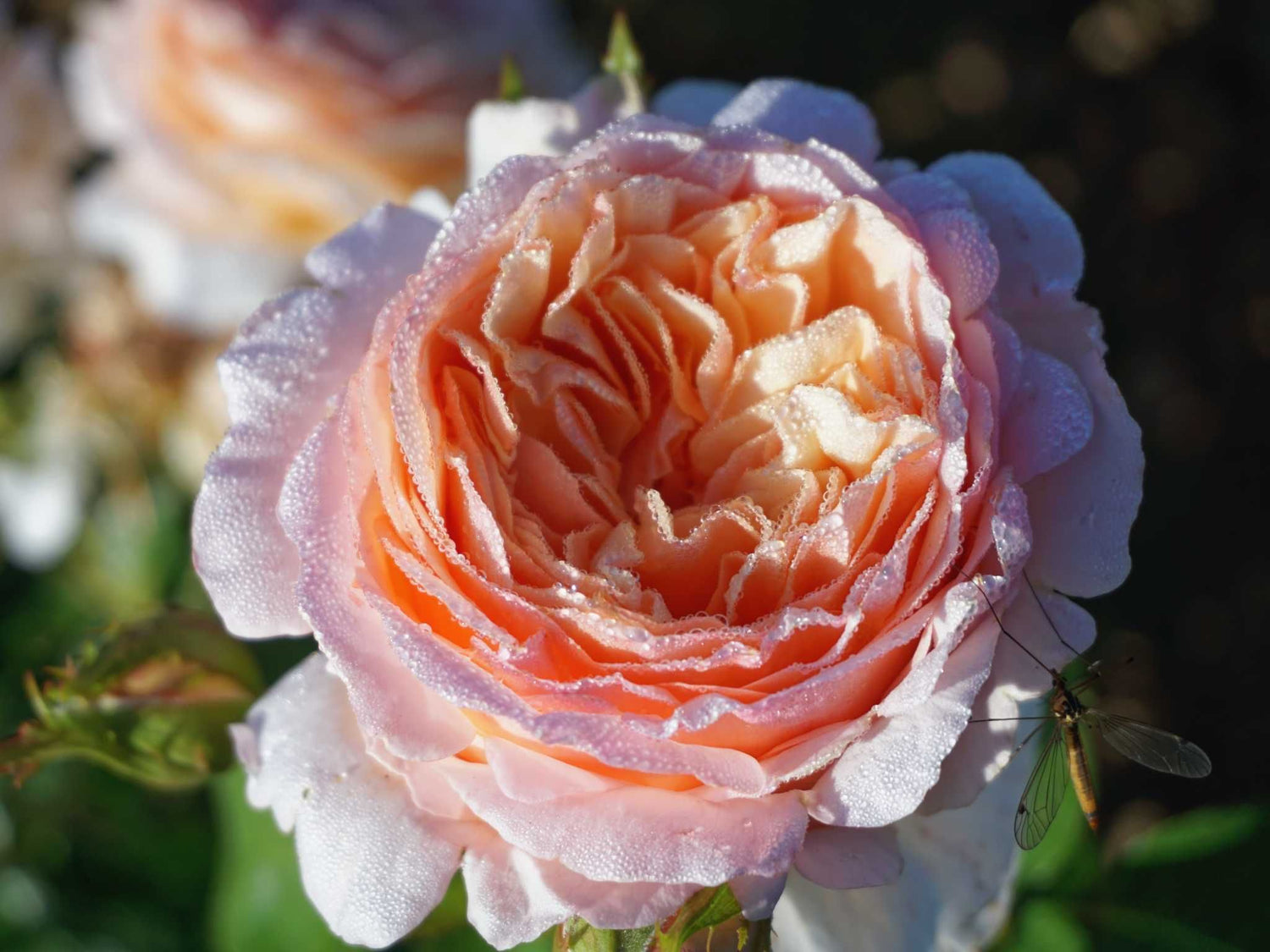 Tropicana - Edelrose