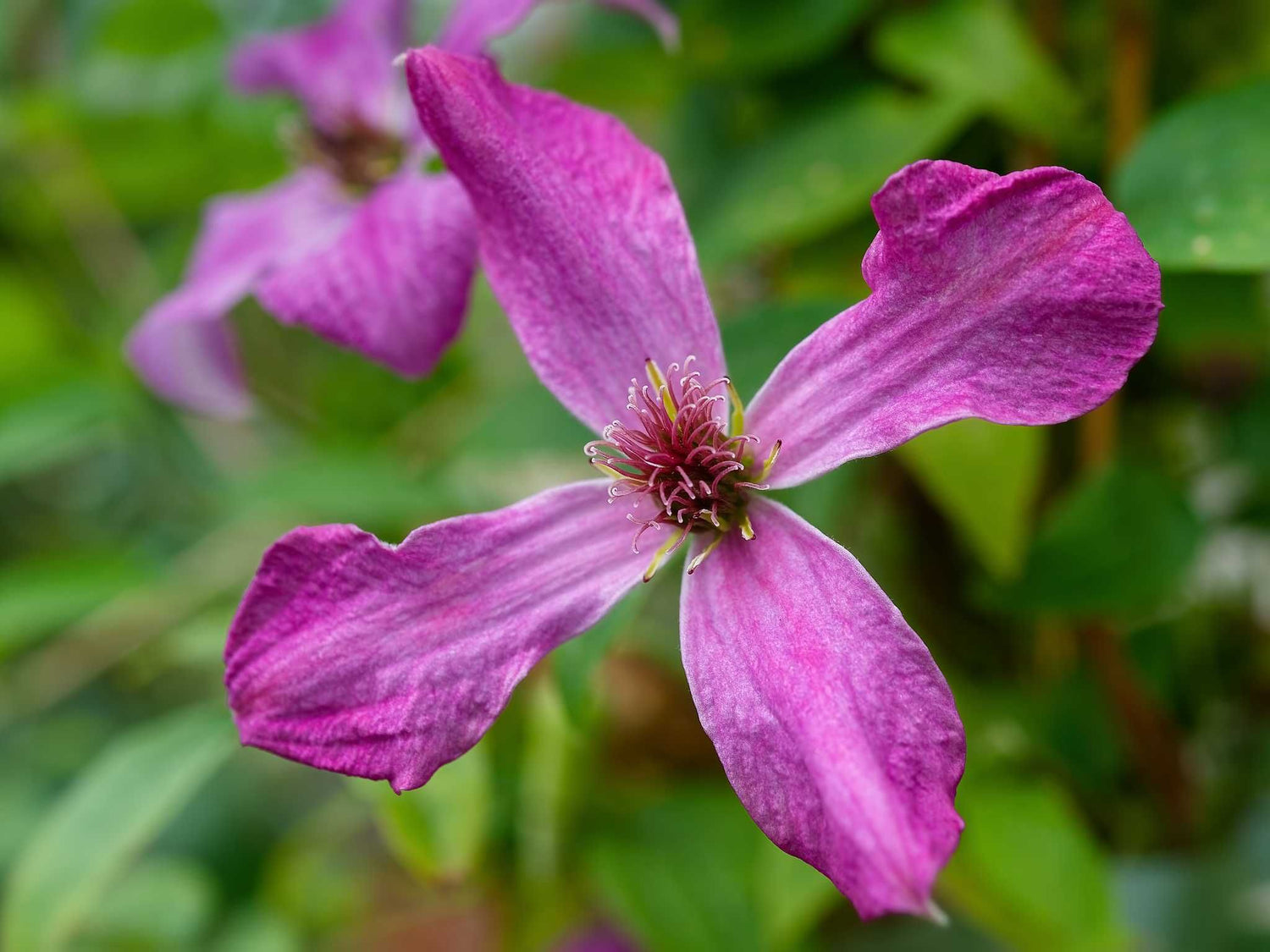 Wonderful - Clematis viticella - Ital. Waldrebe