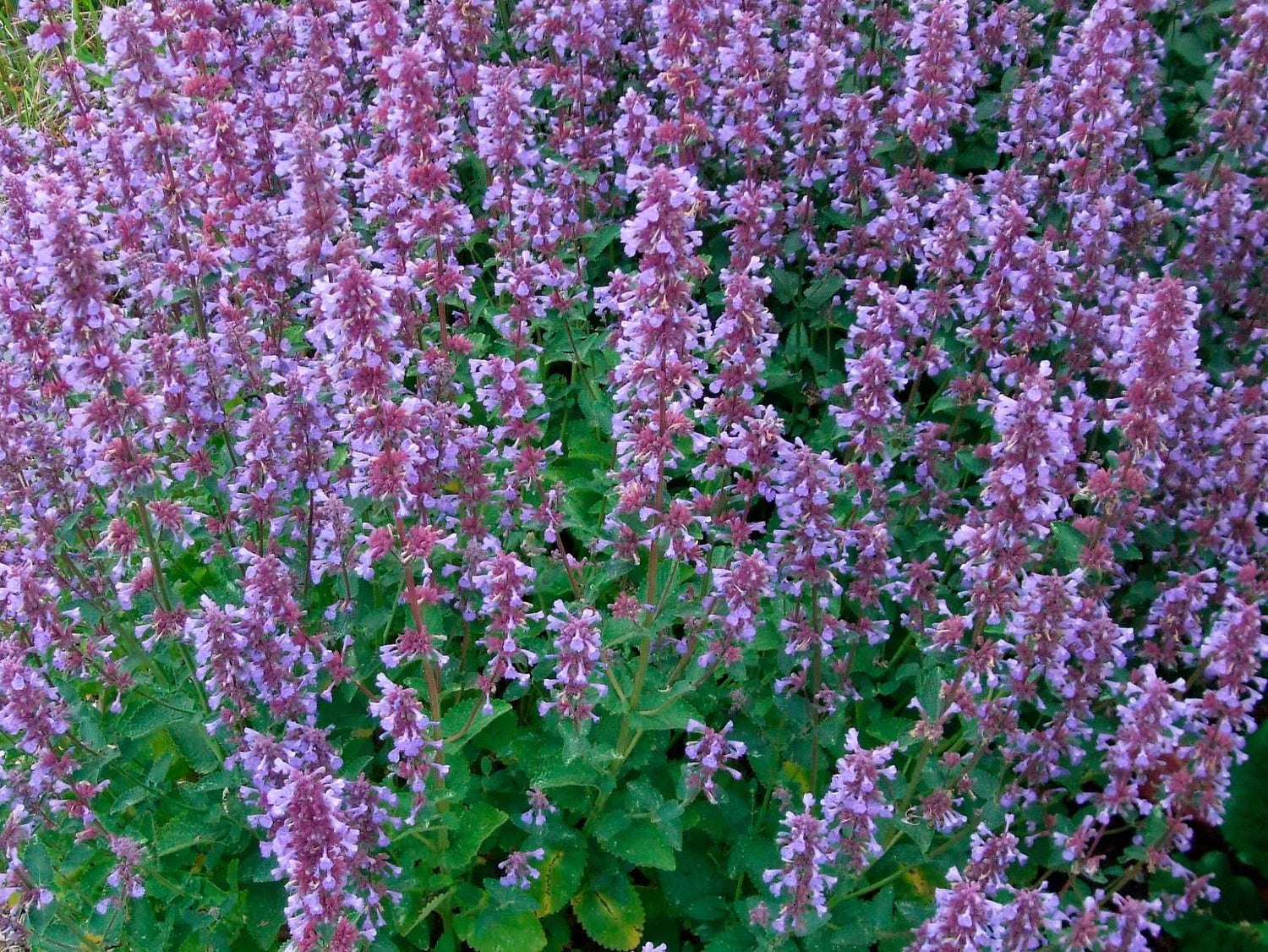 Katzenminze - Blue Danube