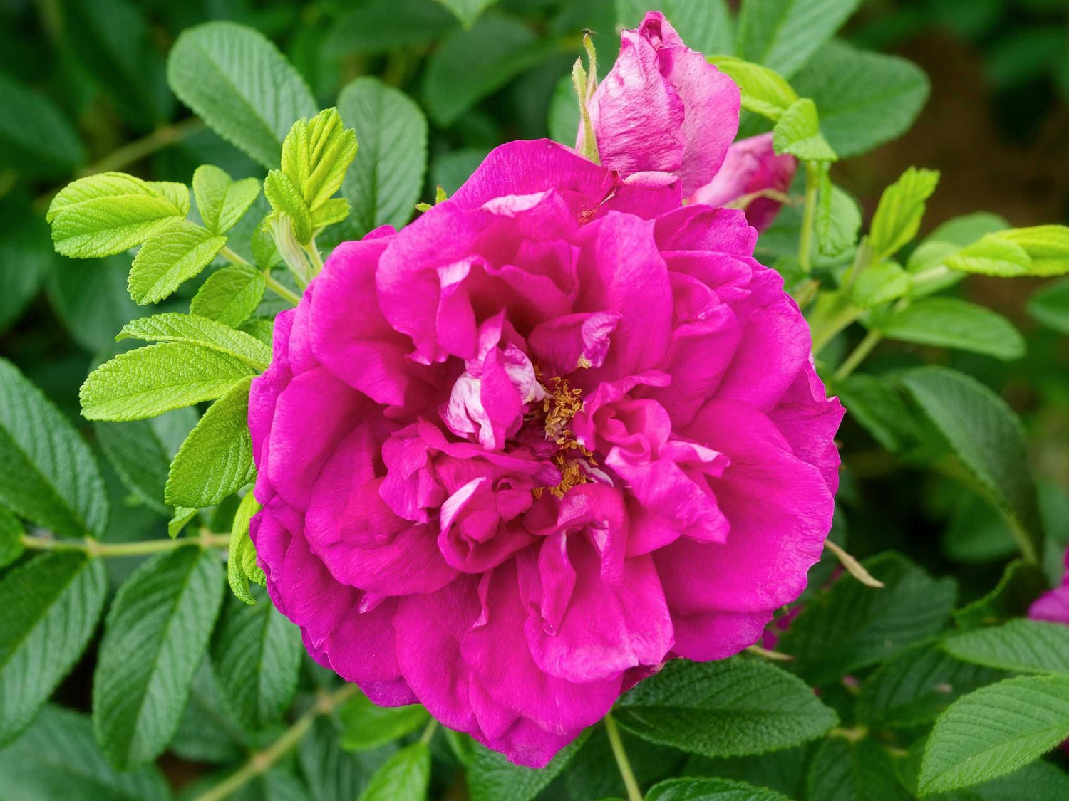 Roseraie de l´Hay Rugosa - Kartoffelrose Strauchro
