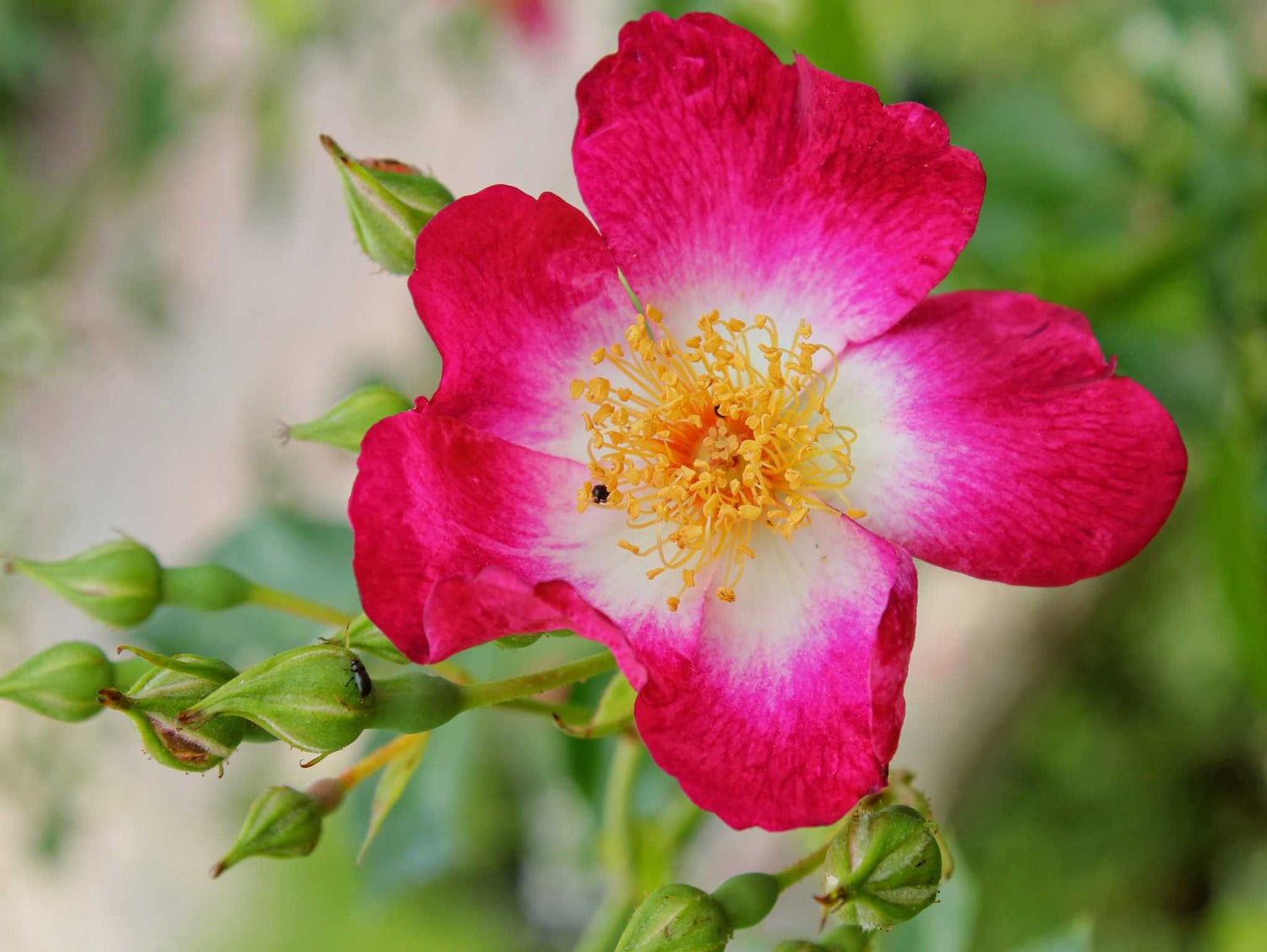 Hiawatha - Kletterrose Rambler