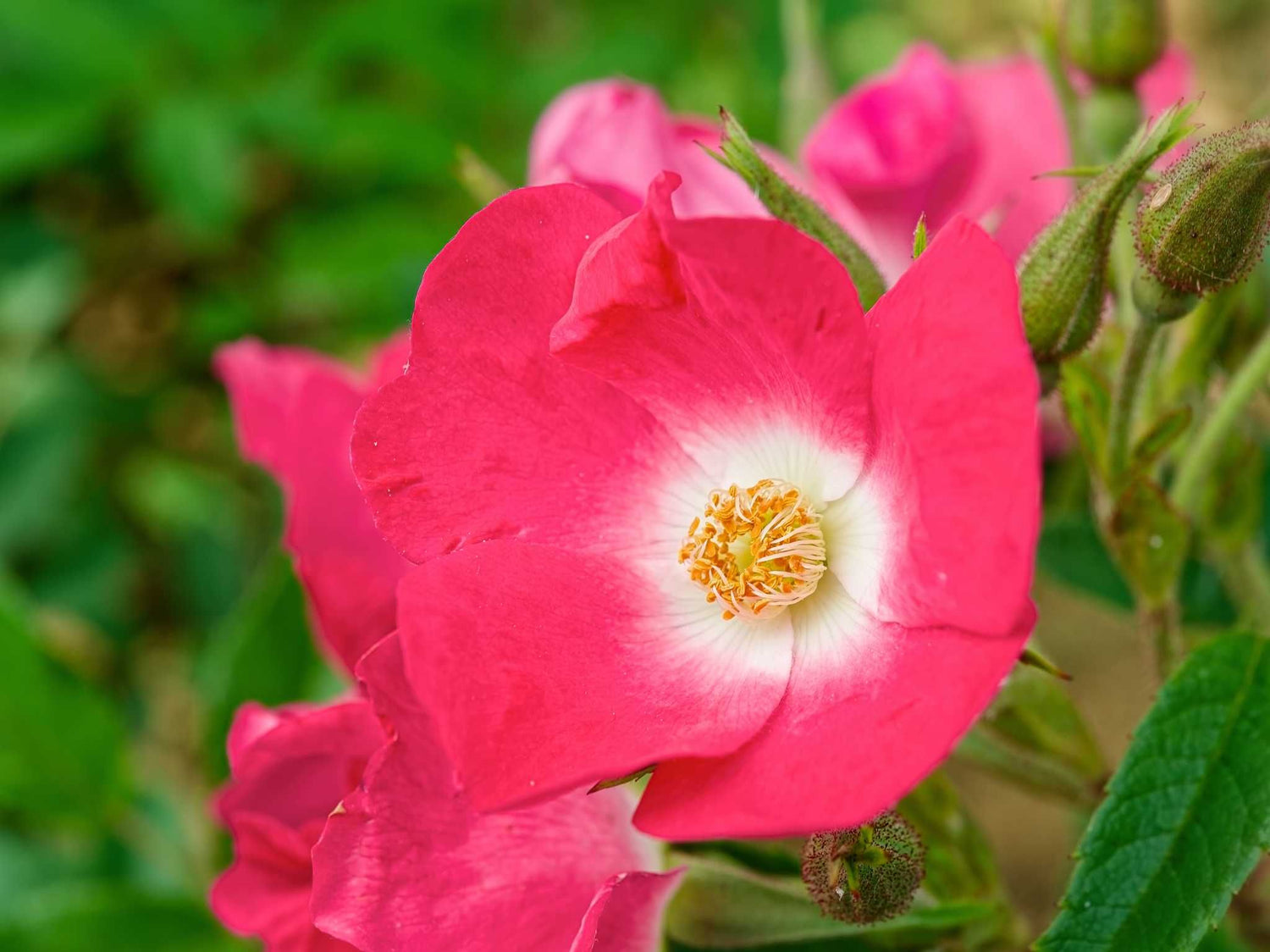 Himmelstürmer - Kletterrose Climber