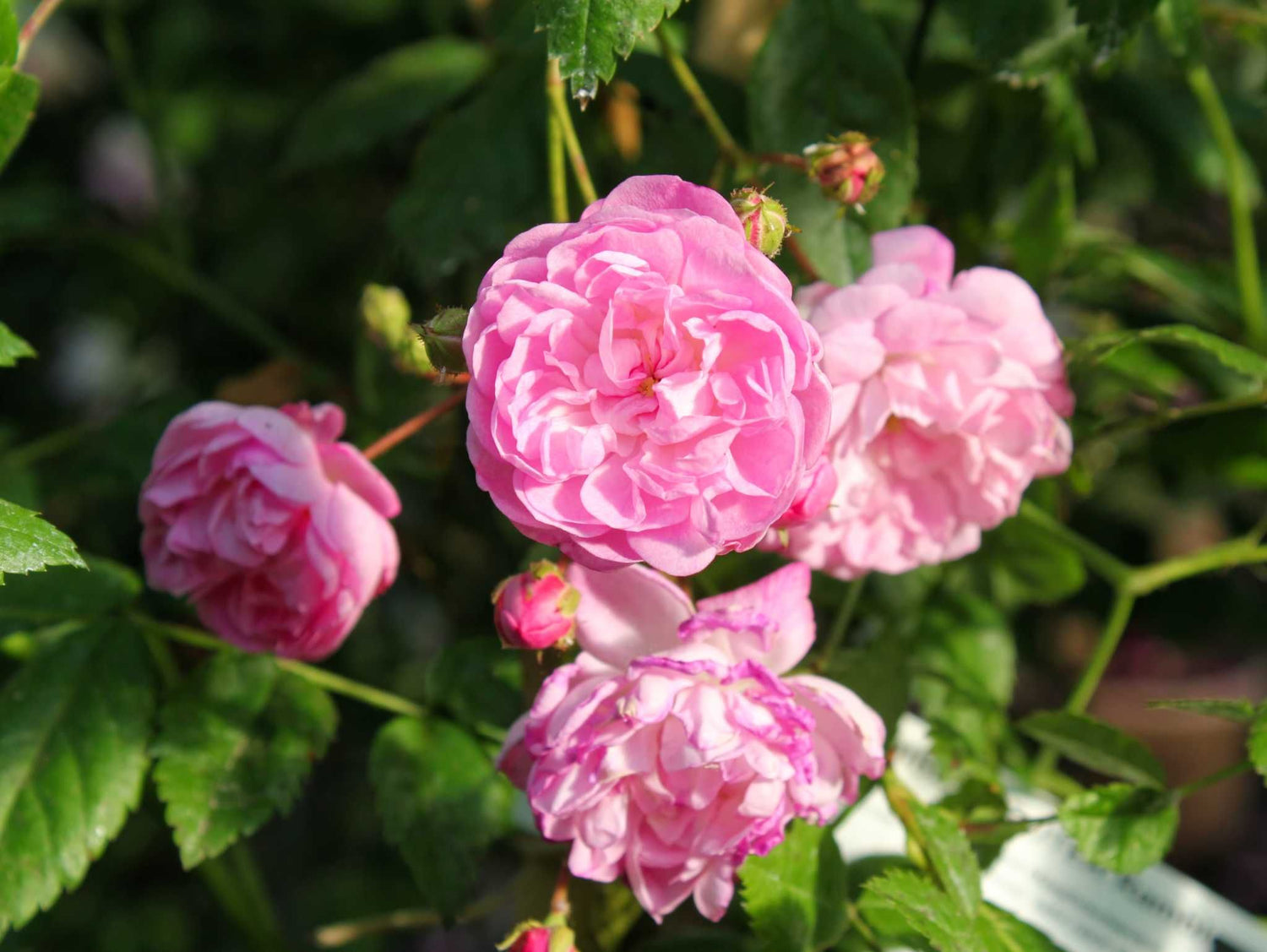 Marie Luise Kreuter - Kletterrose Rambler