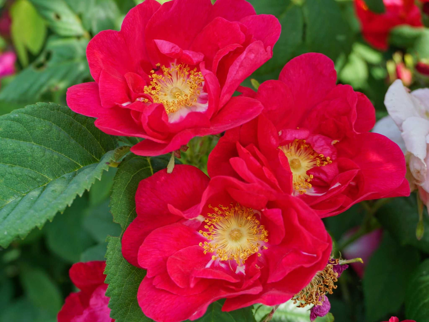 Frankofurtana - Gallicarose Strauchrose