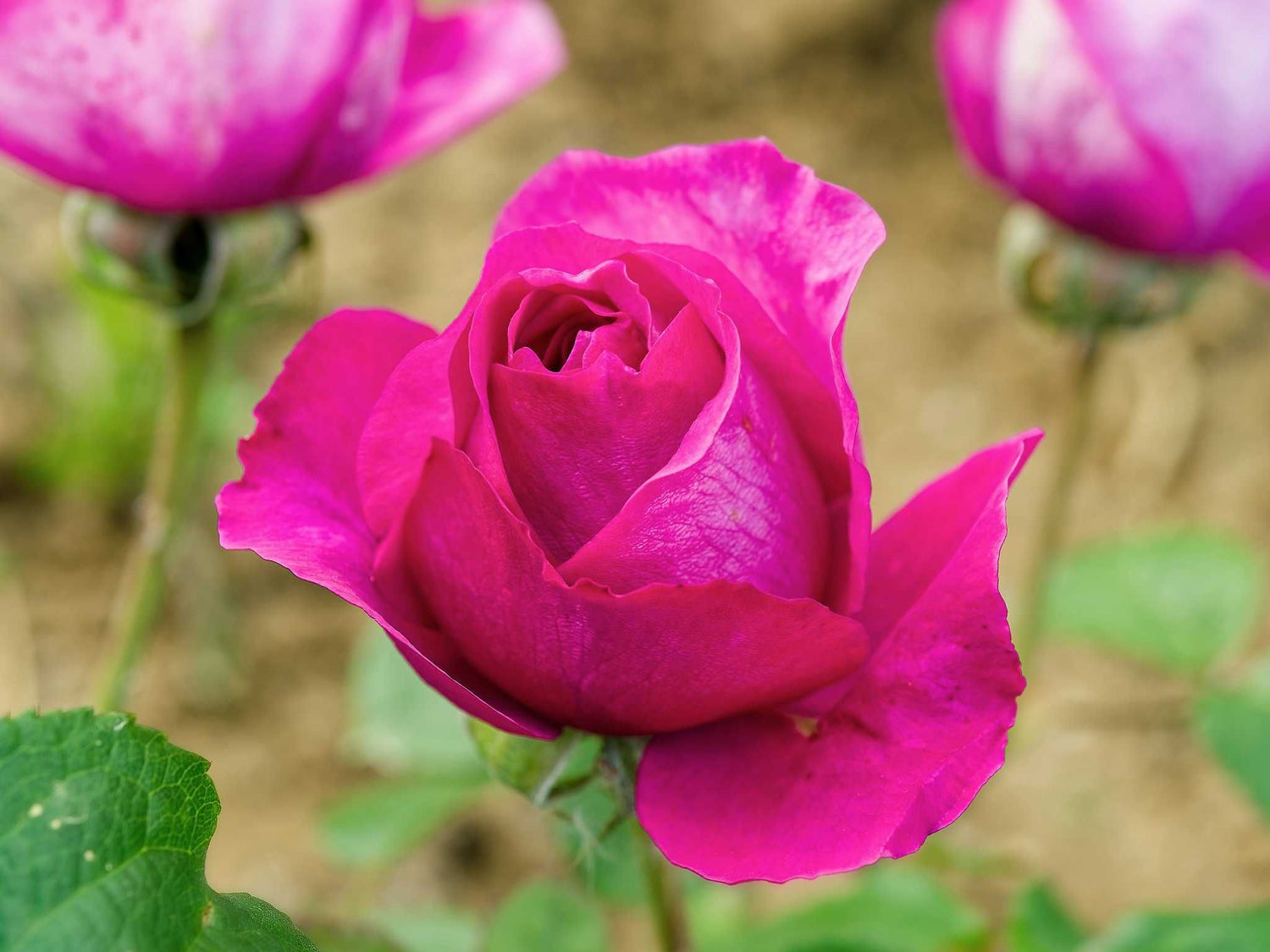 Adore Aroma - Beetrose