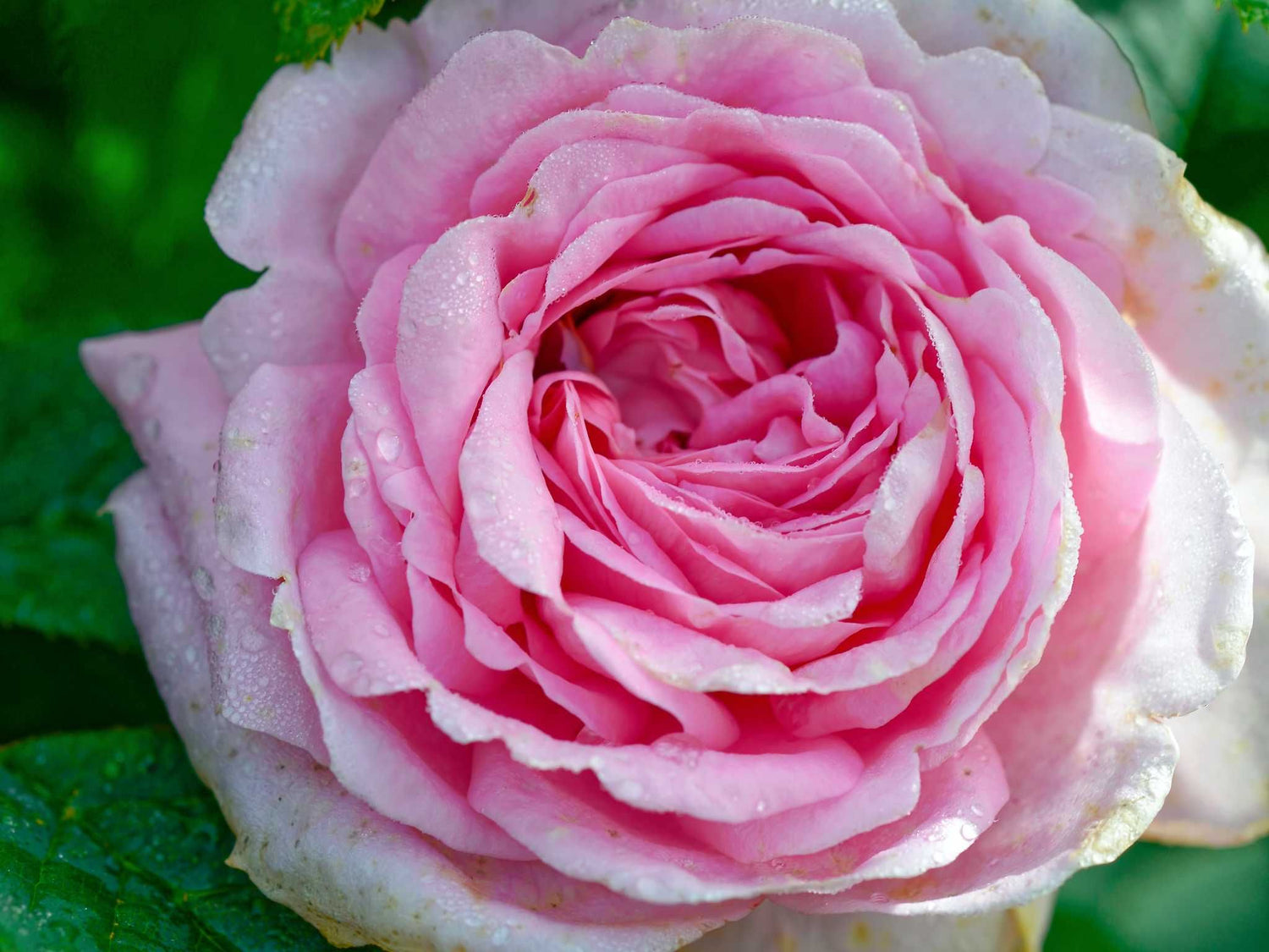 Königin von Dänemark - Albarose Strauchrose