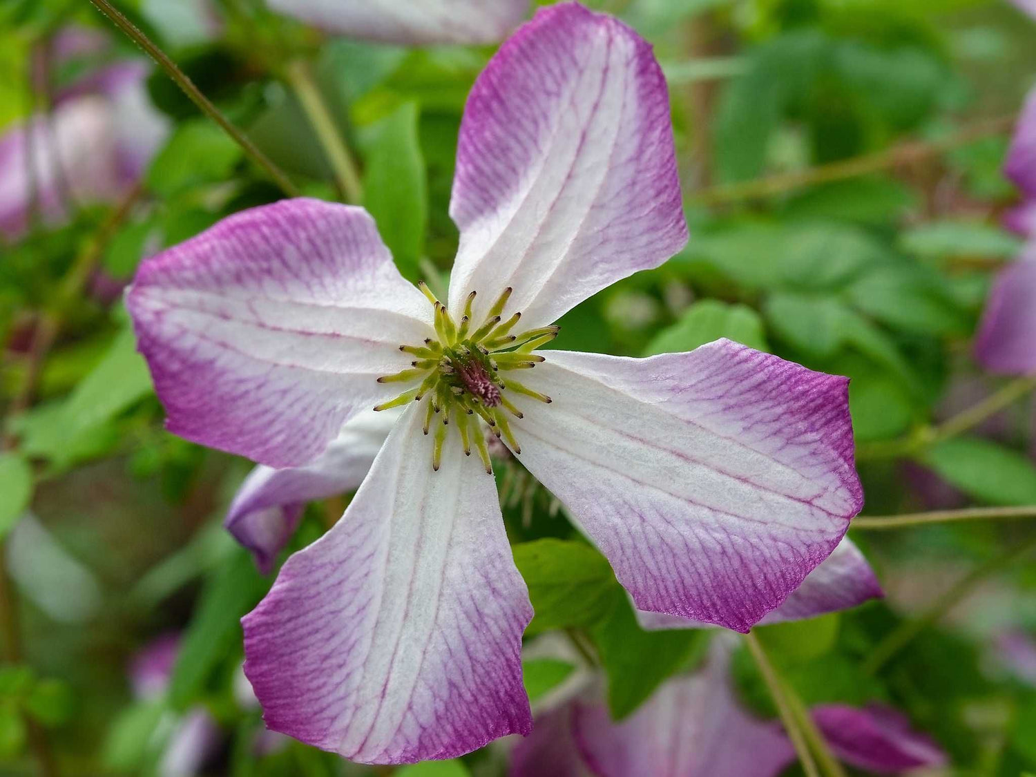 I am a Lady Q - Clematis viticella - Waldrebe