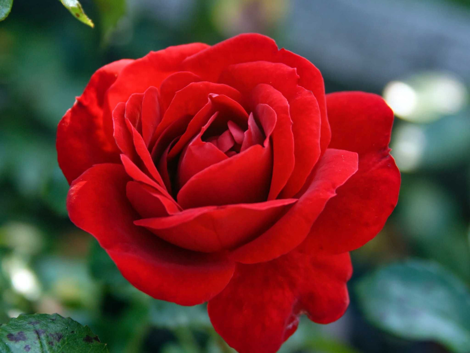Amadeus - Kletterrose Climber
