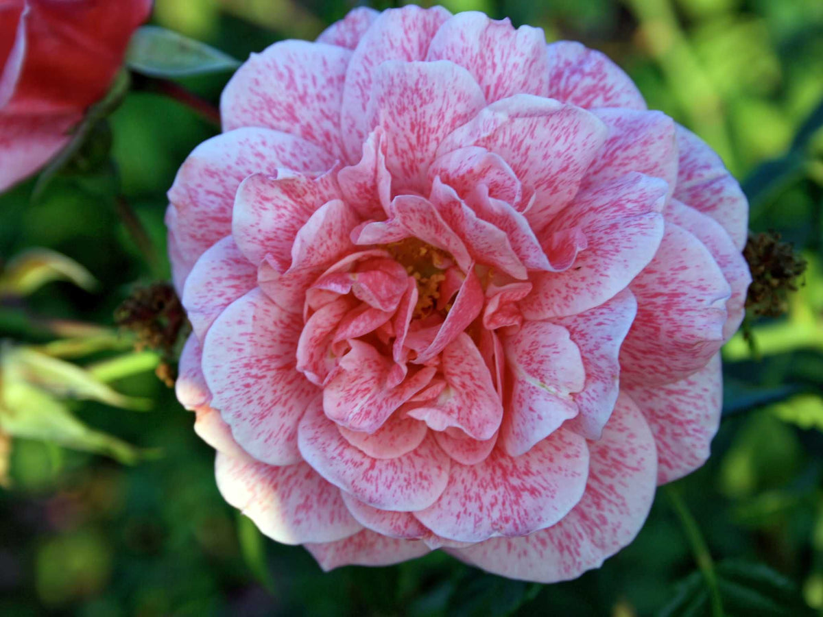 Camelot - Kletterrose Climber