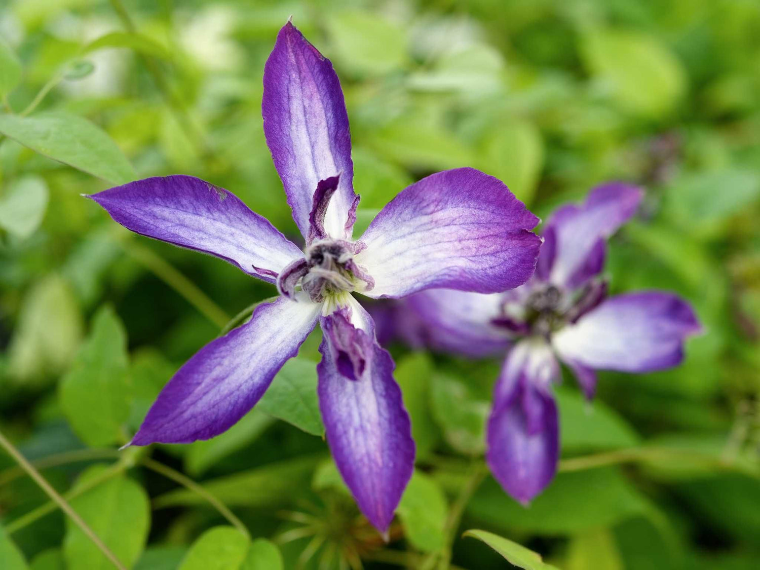 Astra Nova - Clematis viticelIa - Ital. Waldrebe