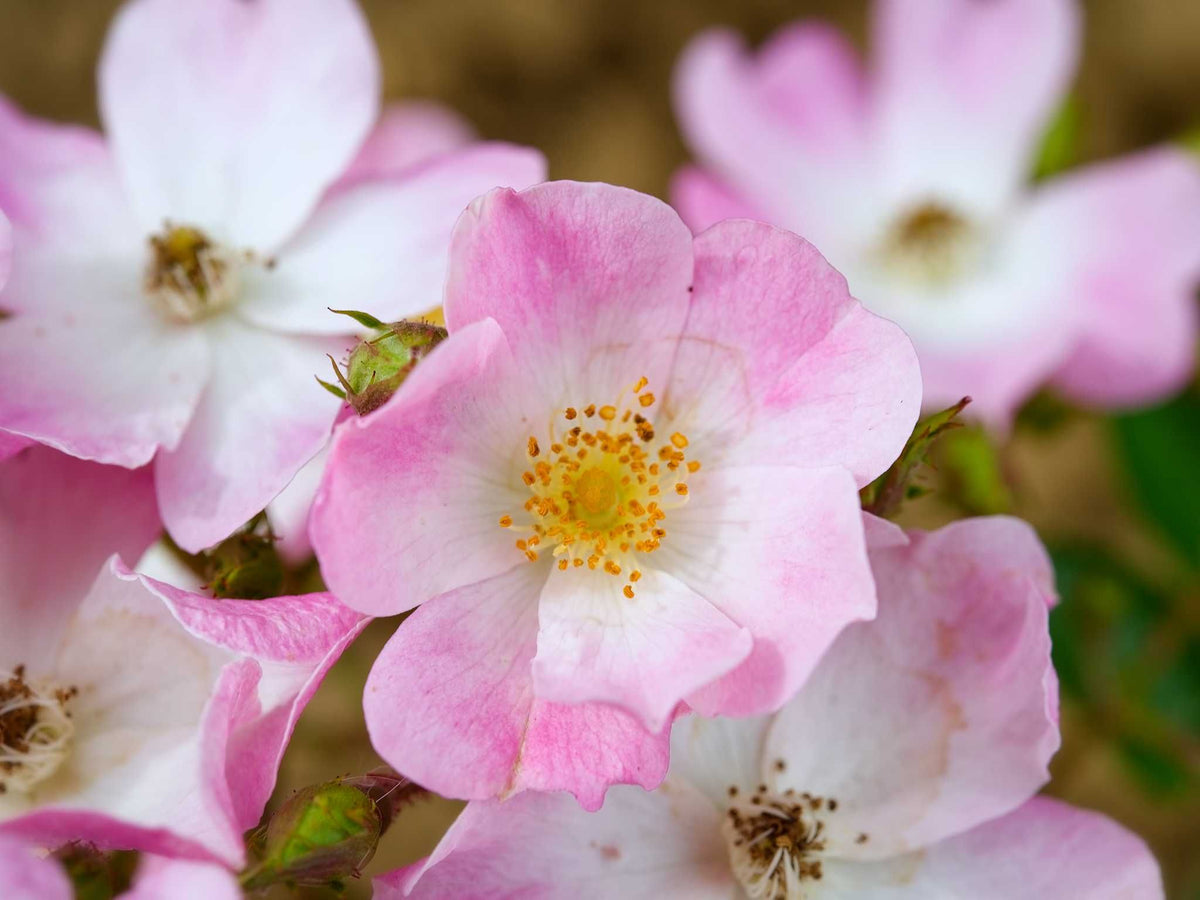 Ballerina - Moschusrose Strauchrose