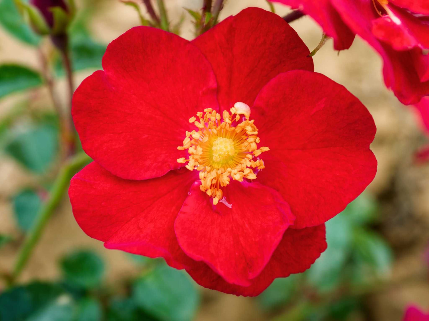 Bassino - Bodendeckerrose