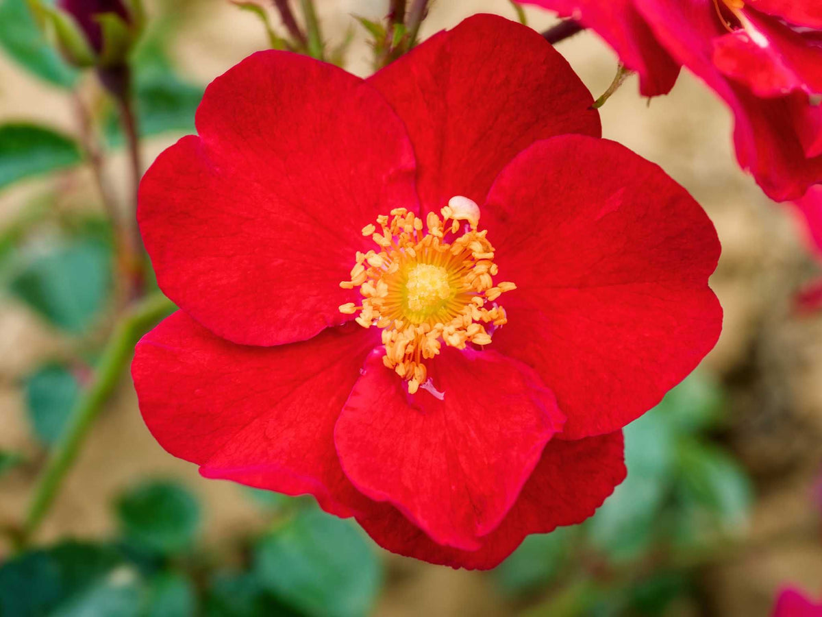 Bassino - Bodendeckerrose