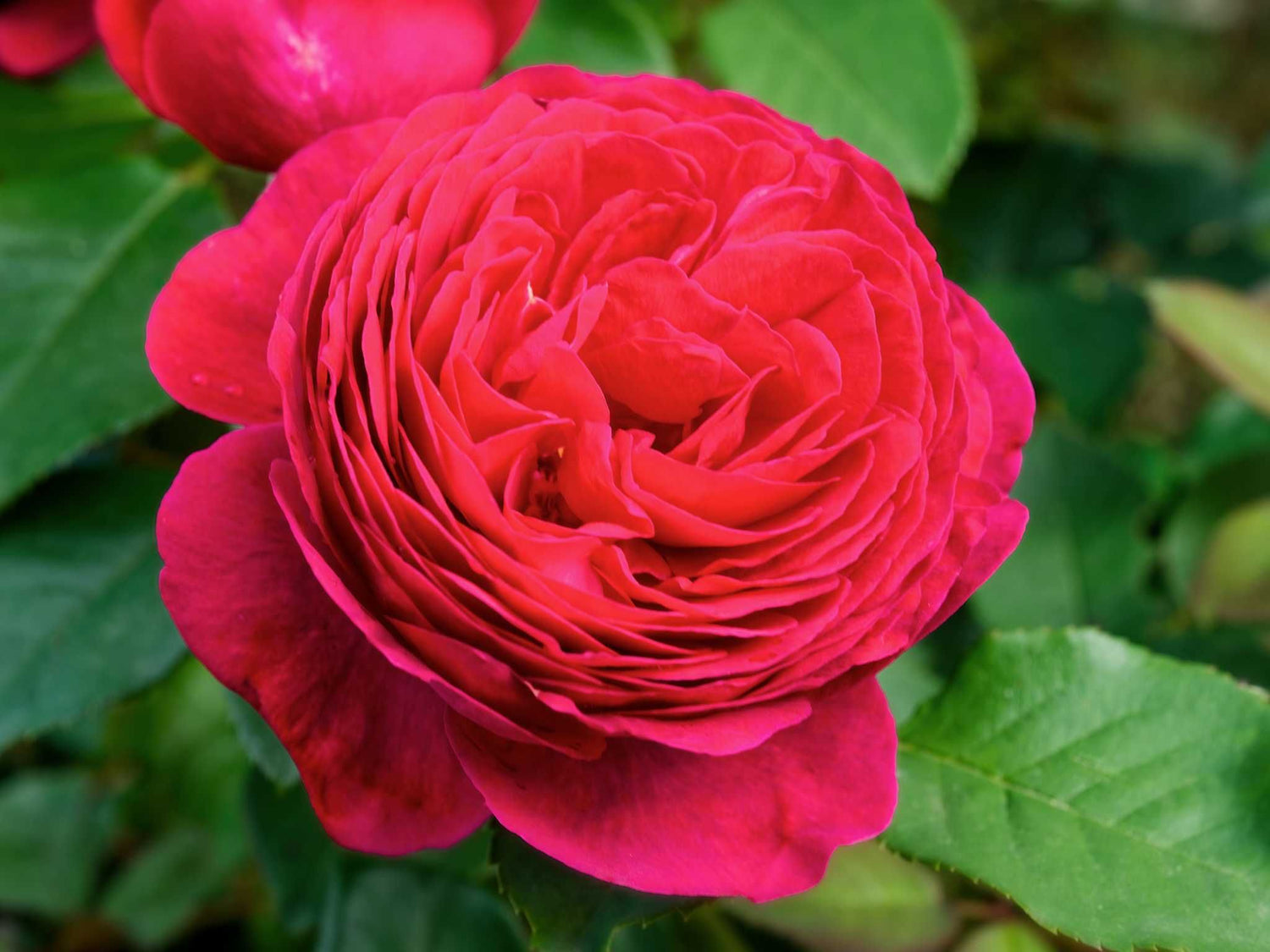 André Rieu - Beetrose