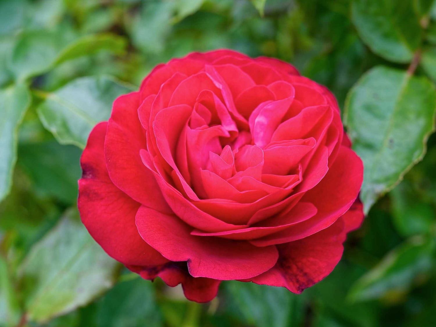 Draga Frayla - Beetrose