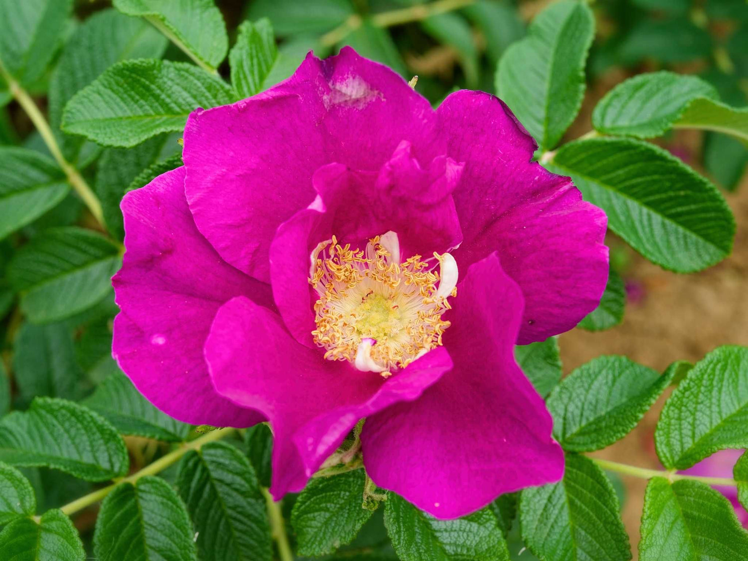 Wild Sea Rugosa - Kartoffelrose Strauchrose