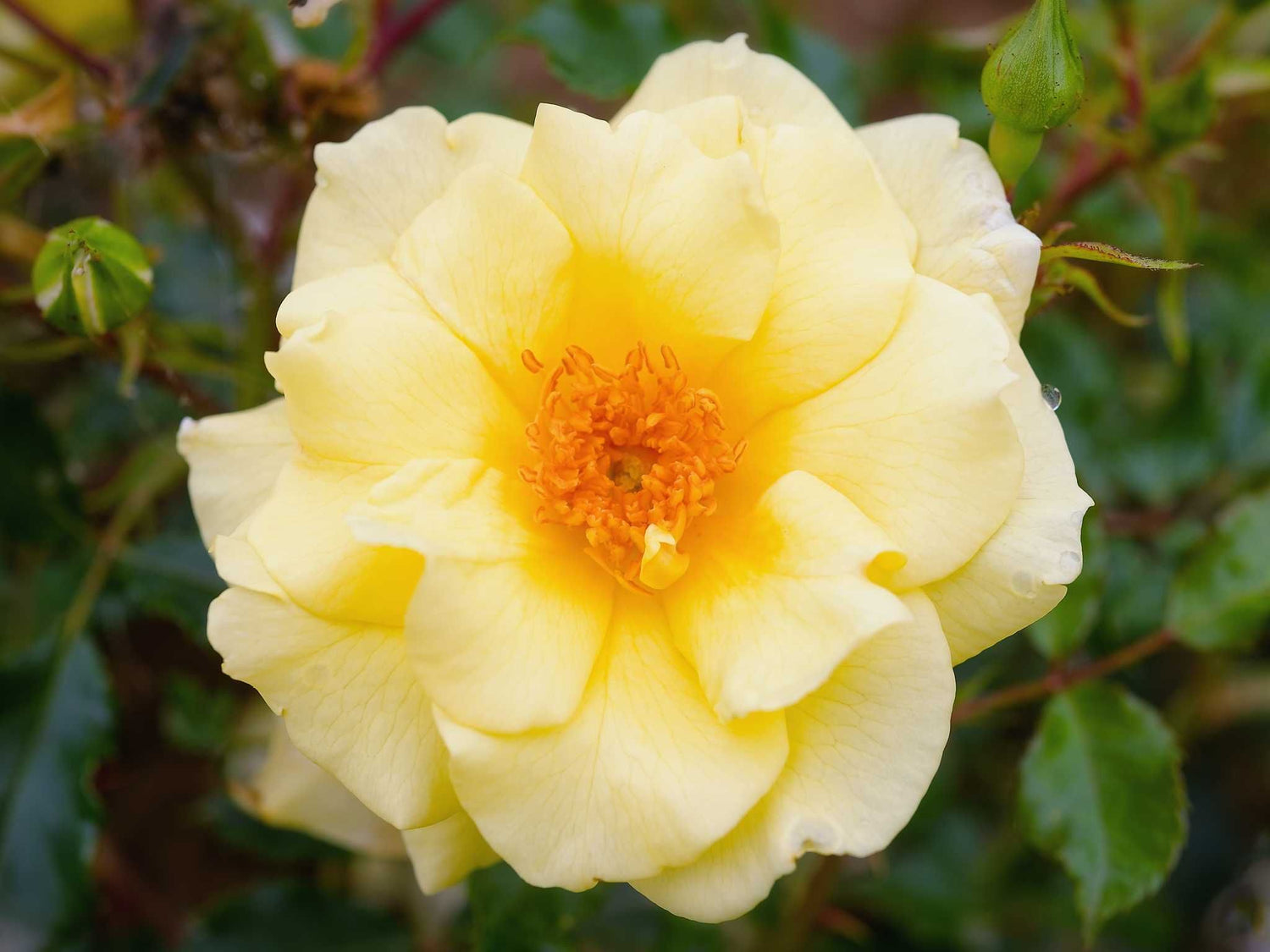 Mohana - Bodendeckerrose