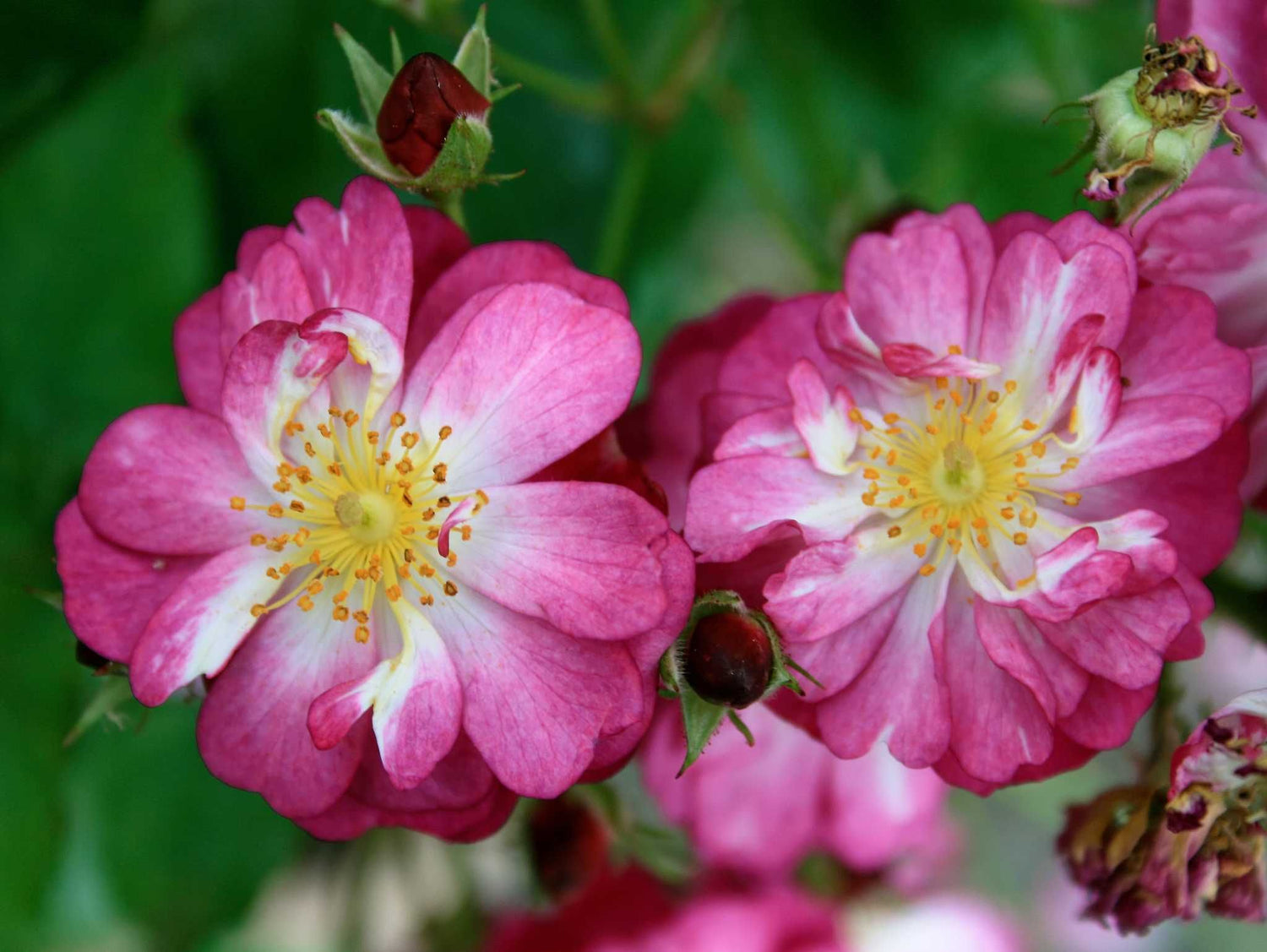 Kiftsgate Violett - Kletterrose Rambler
