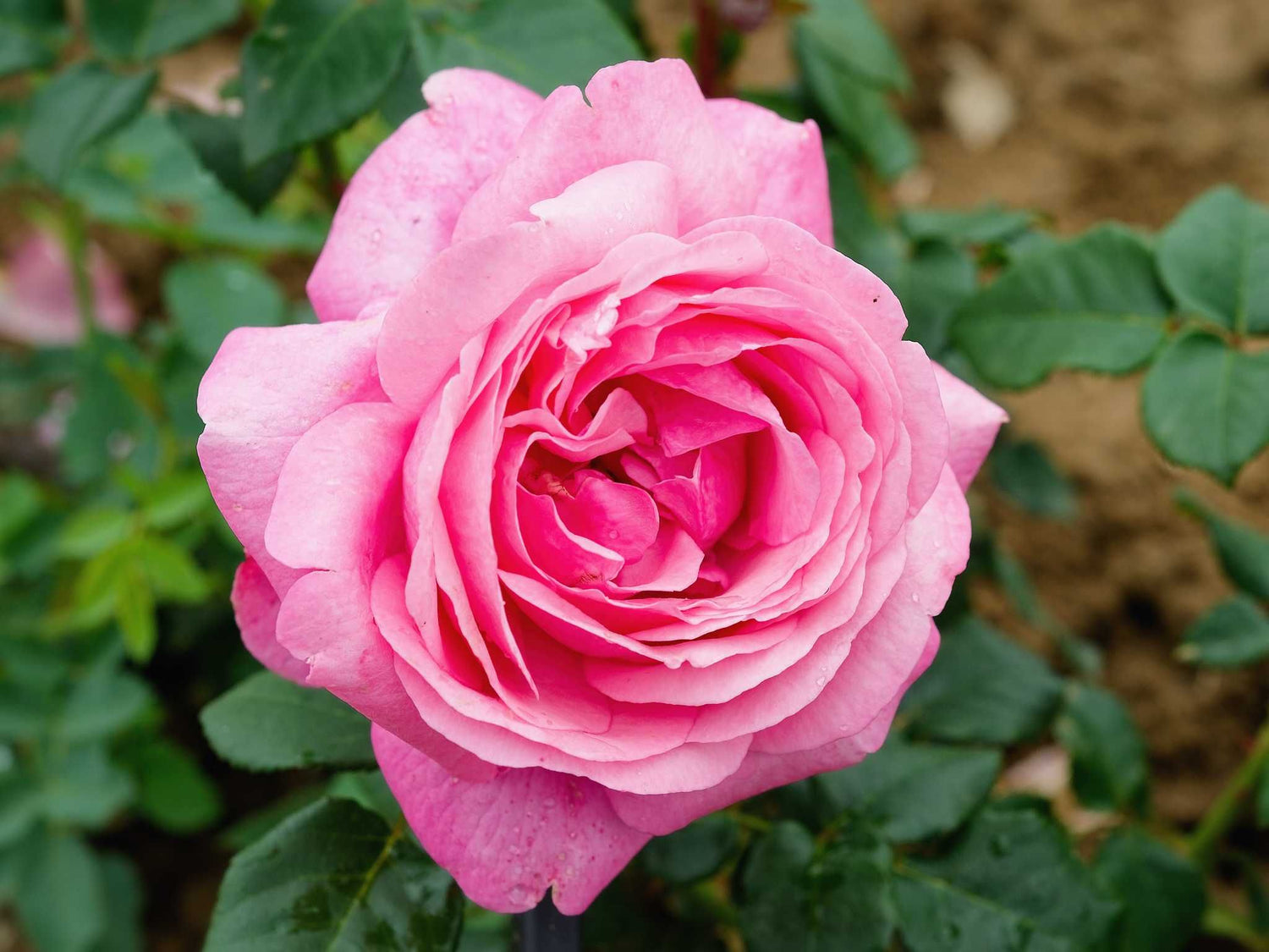 Desirée - Edelrose