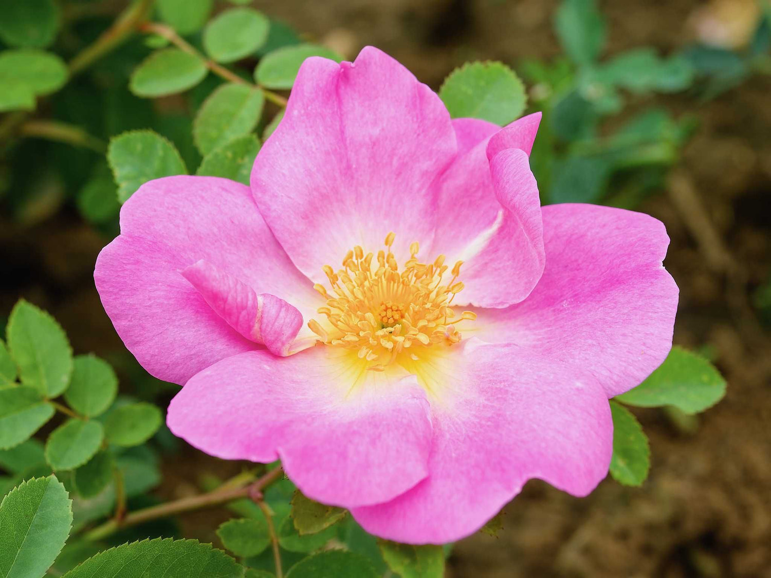 Marguerite Hilling - Mandarinrose Wildrose Strauch