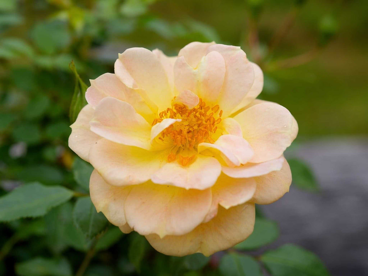 Bienenweide Gelb - Bodendeckerrose