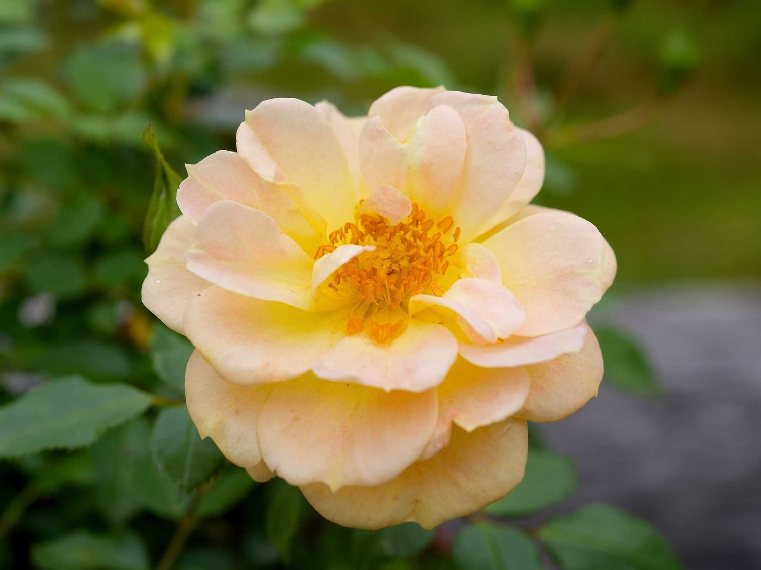 Bienenweide Gelb - Bodendeckerrose