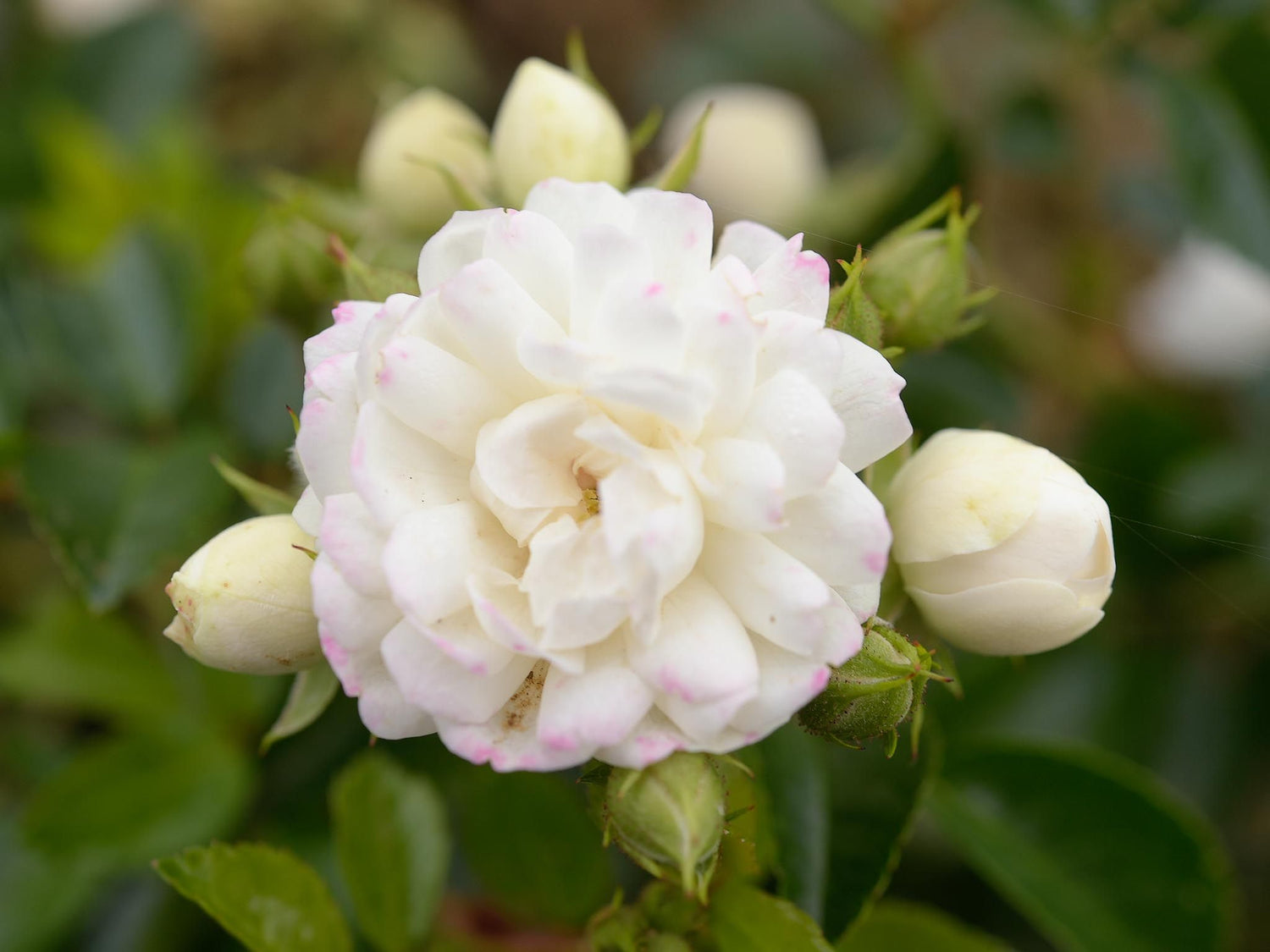 Pretty Polly White - Beetrose