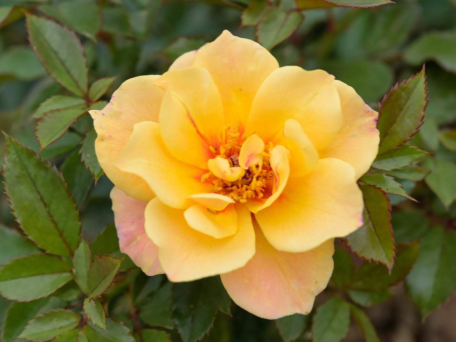 See You in Apricot - Beetrose