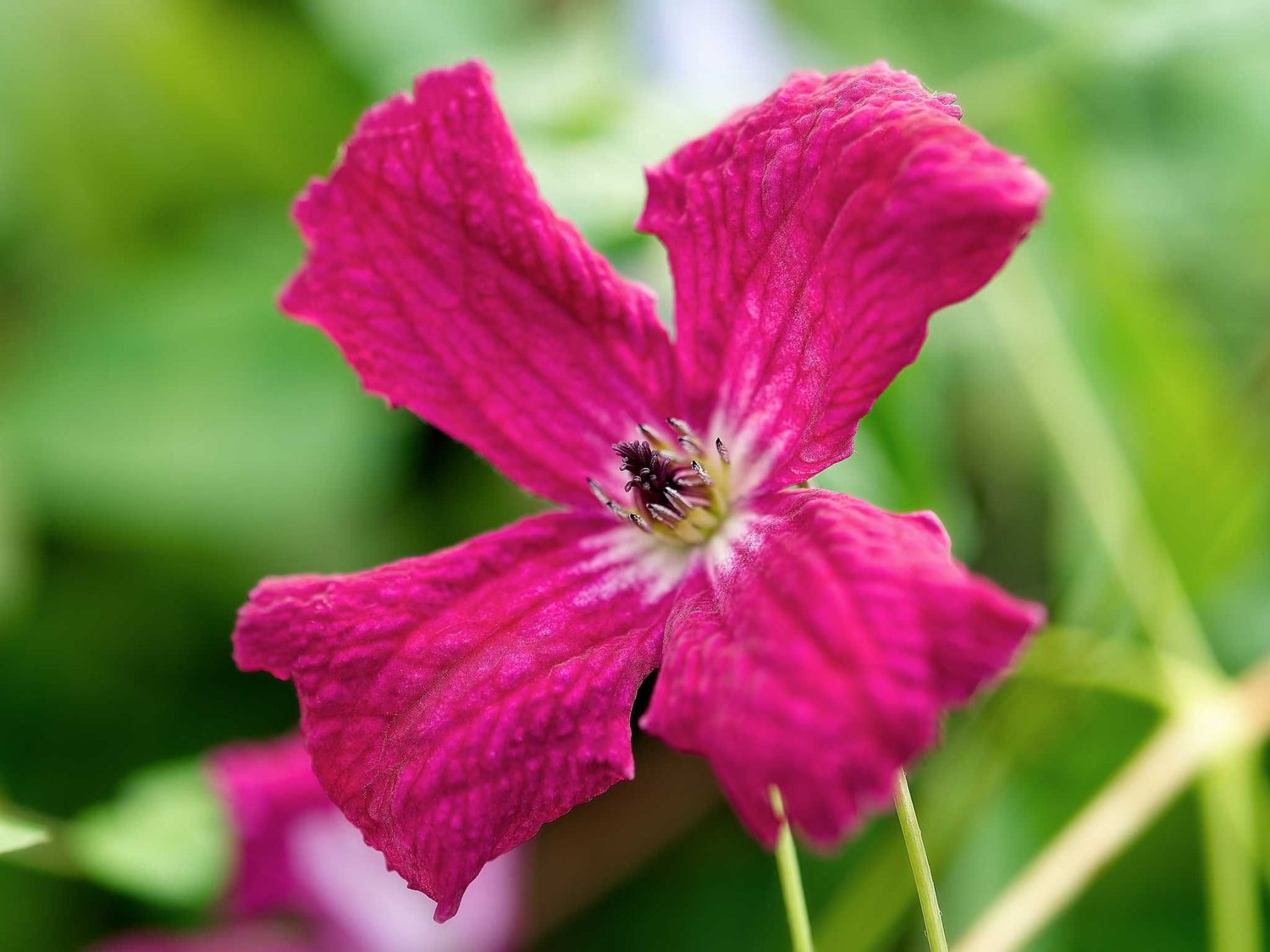 Rubra - Clematis viticella - Ital. Waldrebe