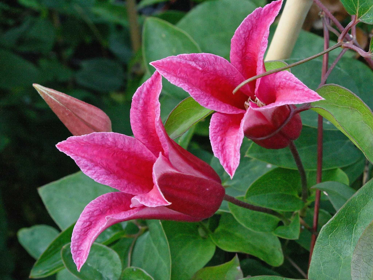 Princess Diana - Clematis texensis - Waldrebe