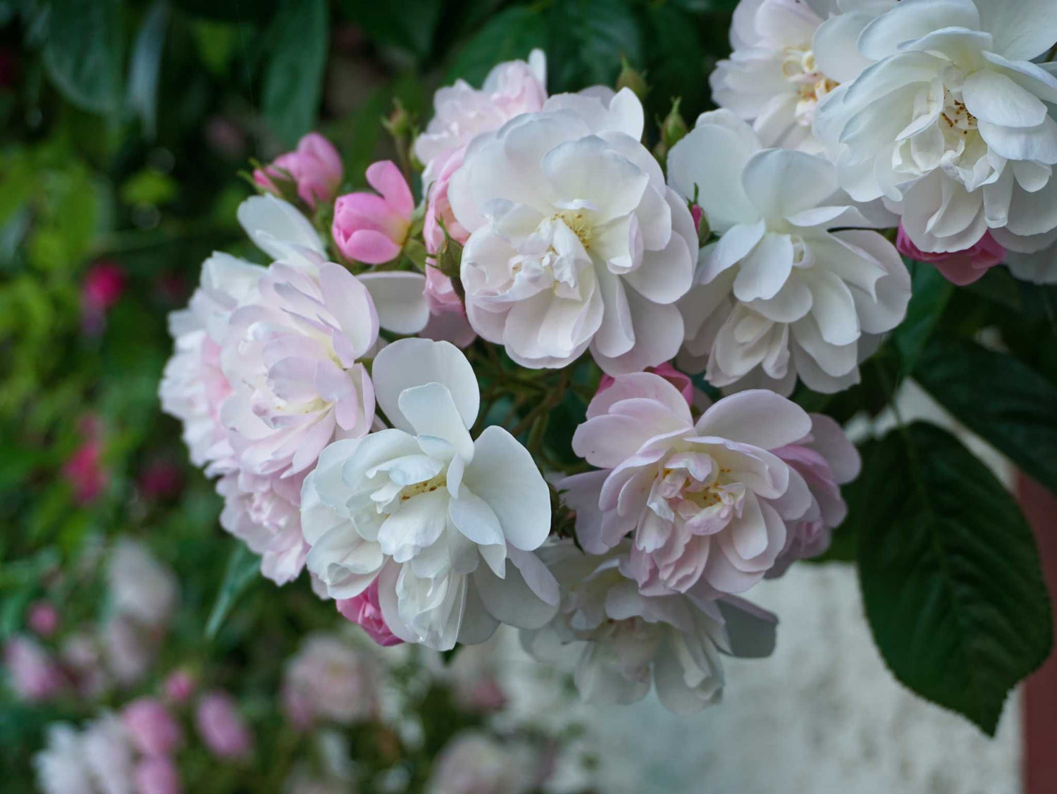 Brenda Colvin - Kletterrose Rambler