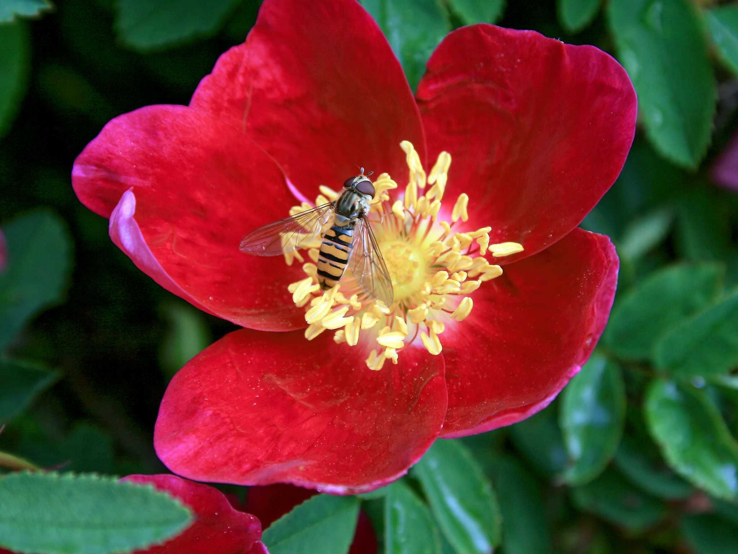 Single Red - Pimpinellifolia Strauchrose