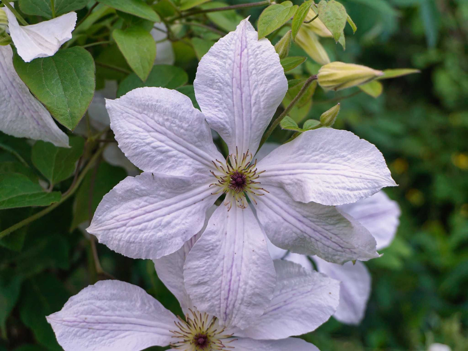 Forever Friends - Clematis jackmanii - Waldrebe