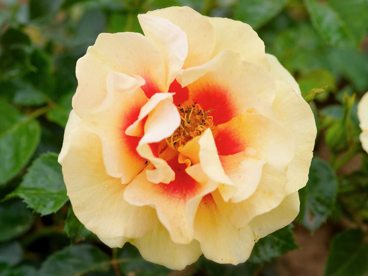 Orienta Aylin - Beetrose