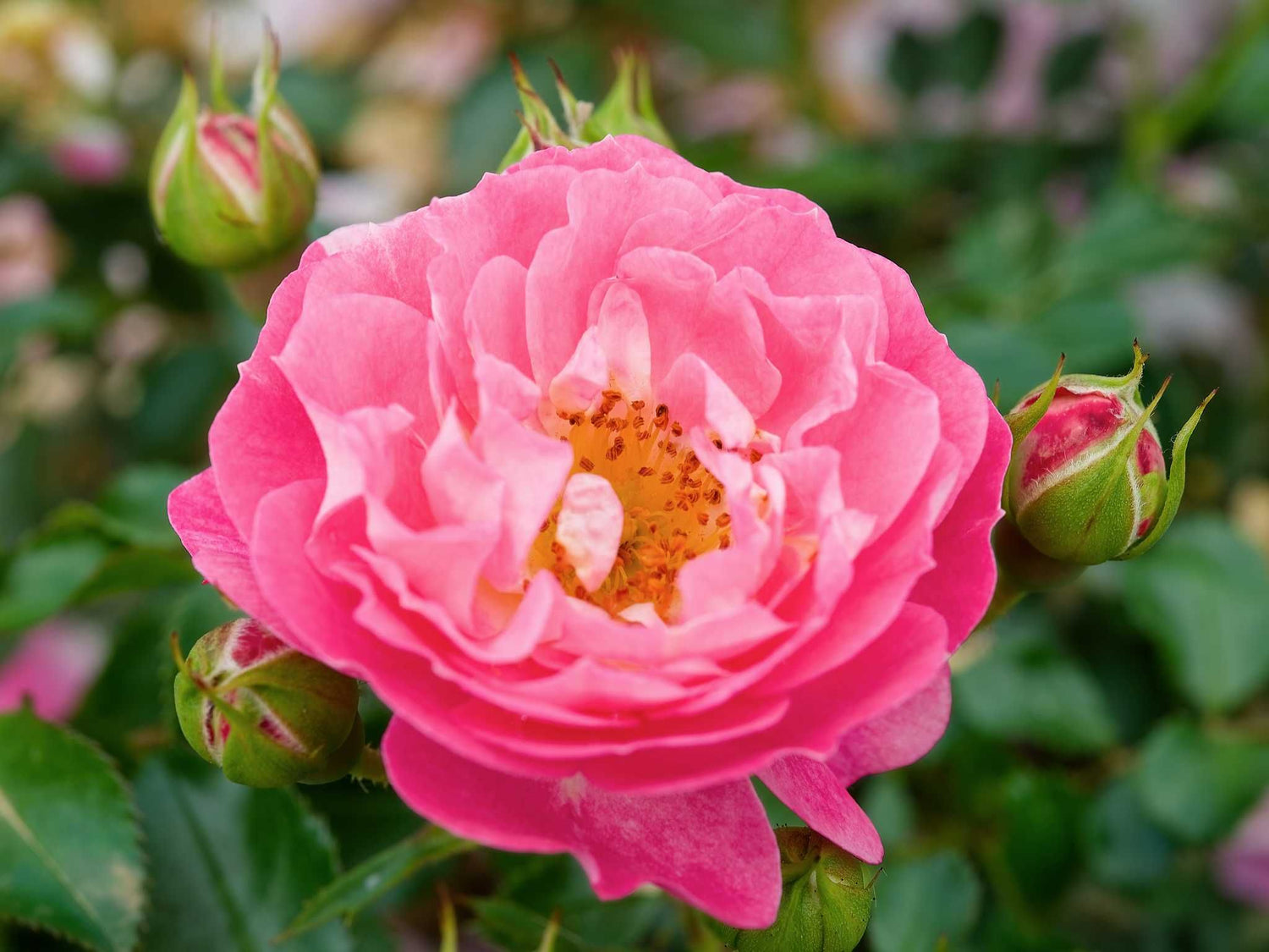 Charmant - Zwergrose