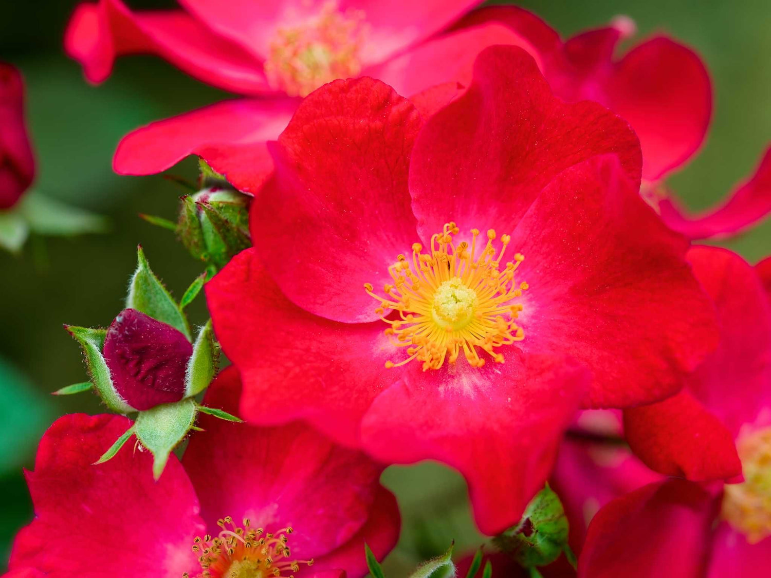 Poppy Rose - Moschusrose Strauchrose