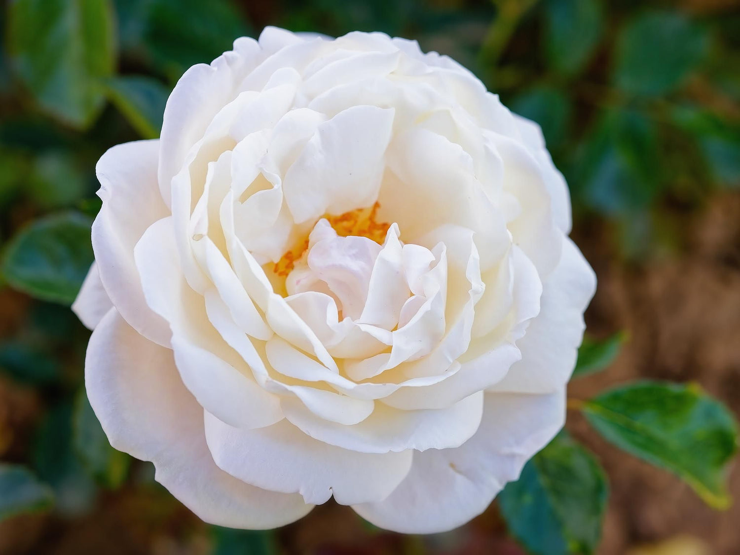 White Gold - Stauchrose