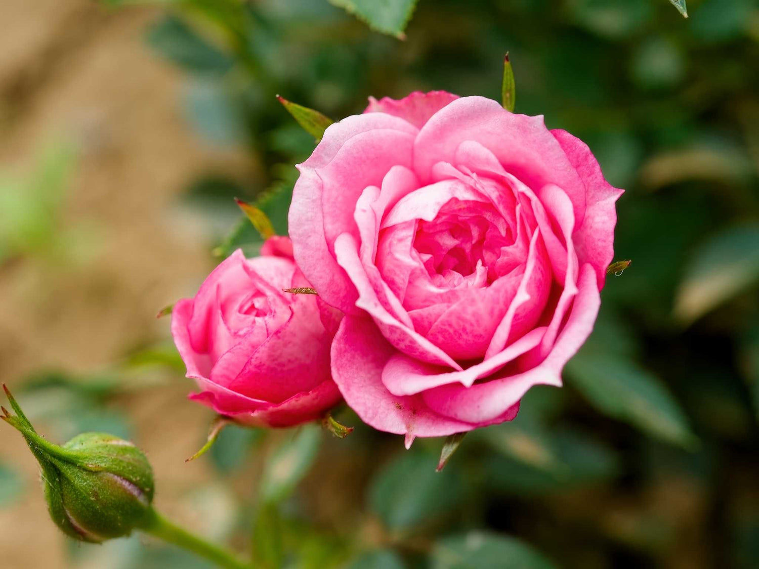 Blush Pixie - Zwergrose
