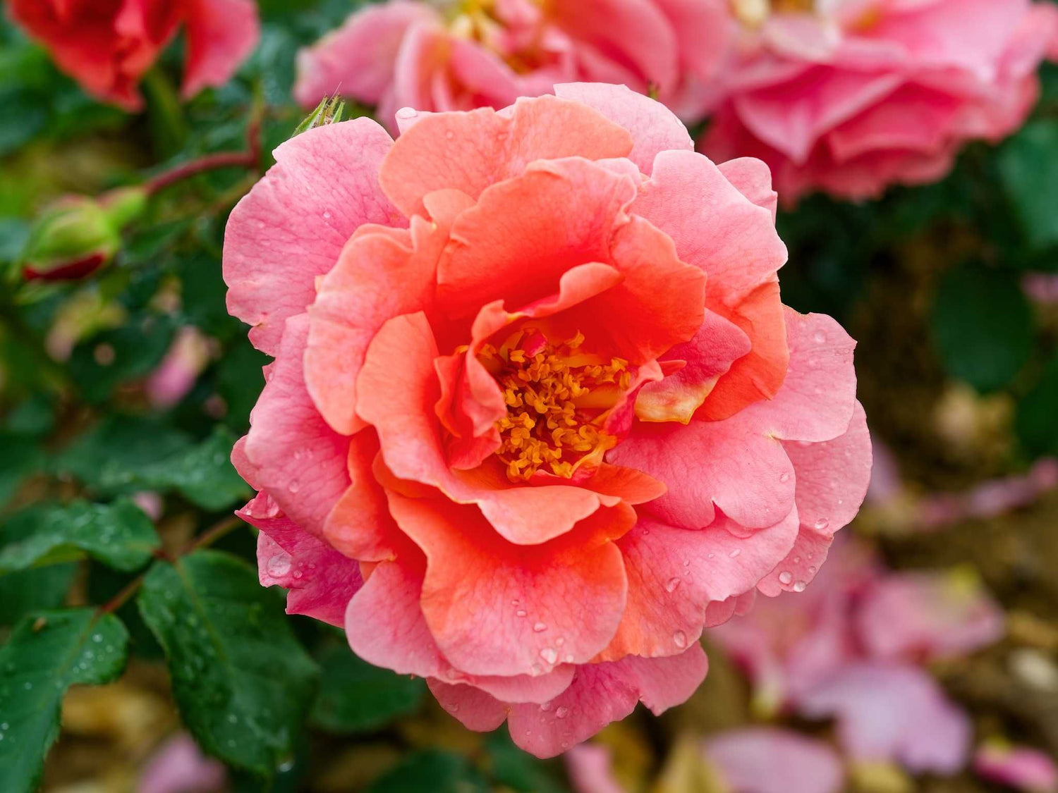 Schloss Bad Homburg  - Kletterrose Climber