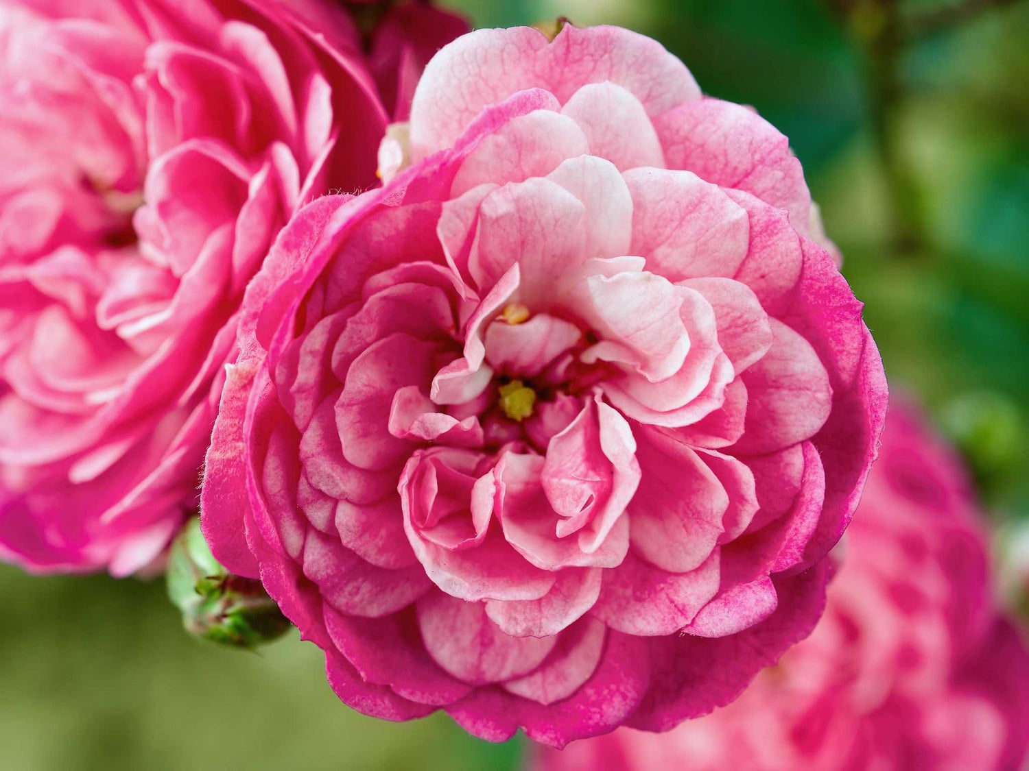 Herbstfreude - Bodendeckerrose